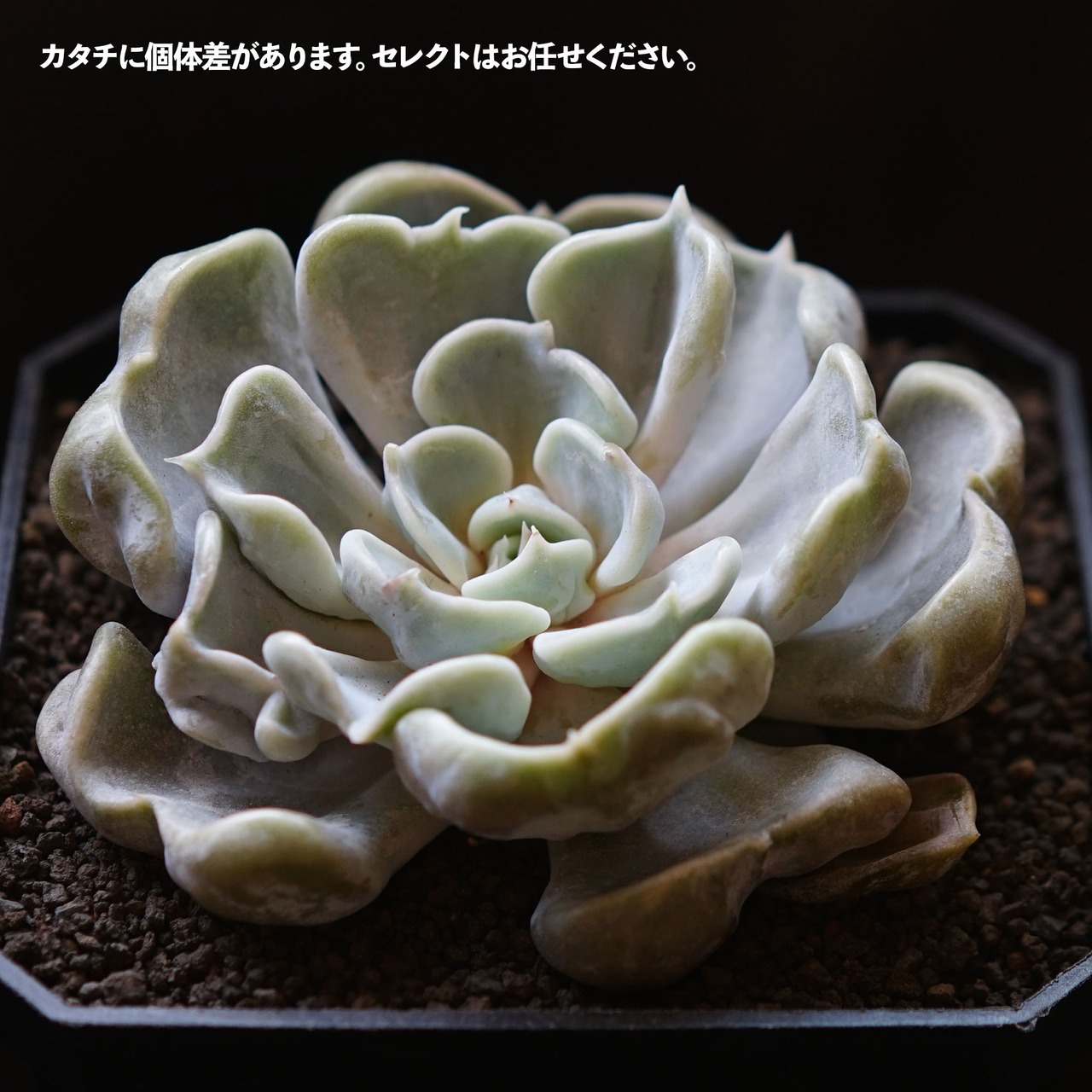 発根済カット苗 スリラーパール 標準サイズ Echeveria 'Thriller Pearl'