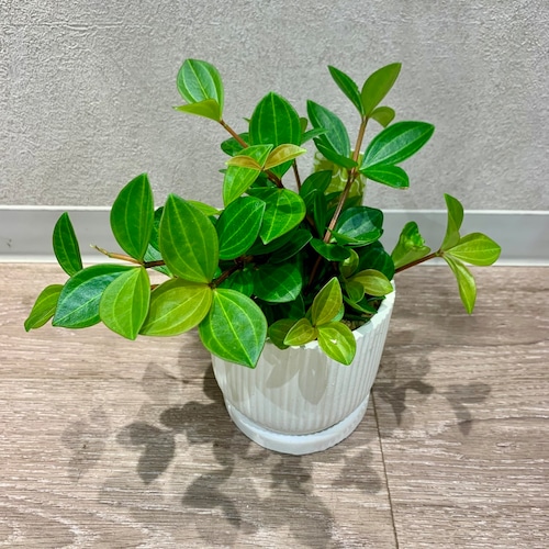 一点もの【ペペロミア・フォレット】｜多肉植物｜ペペロミア・フォレット｜ギフト｜フラワーギフト｜ペペロミア陶器｜自分用