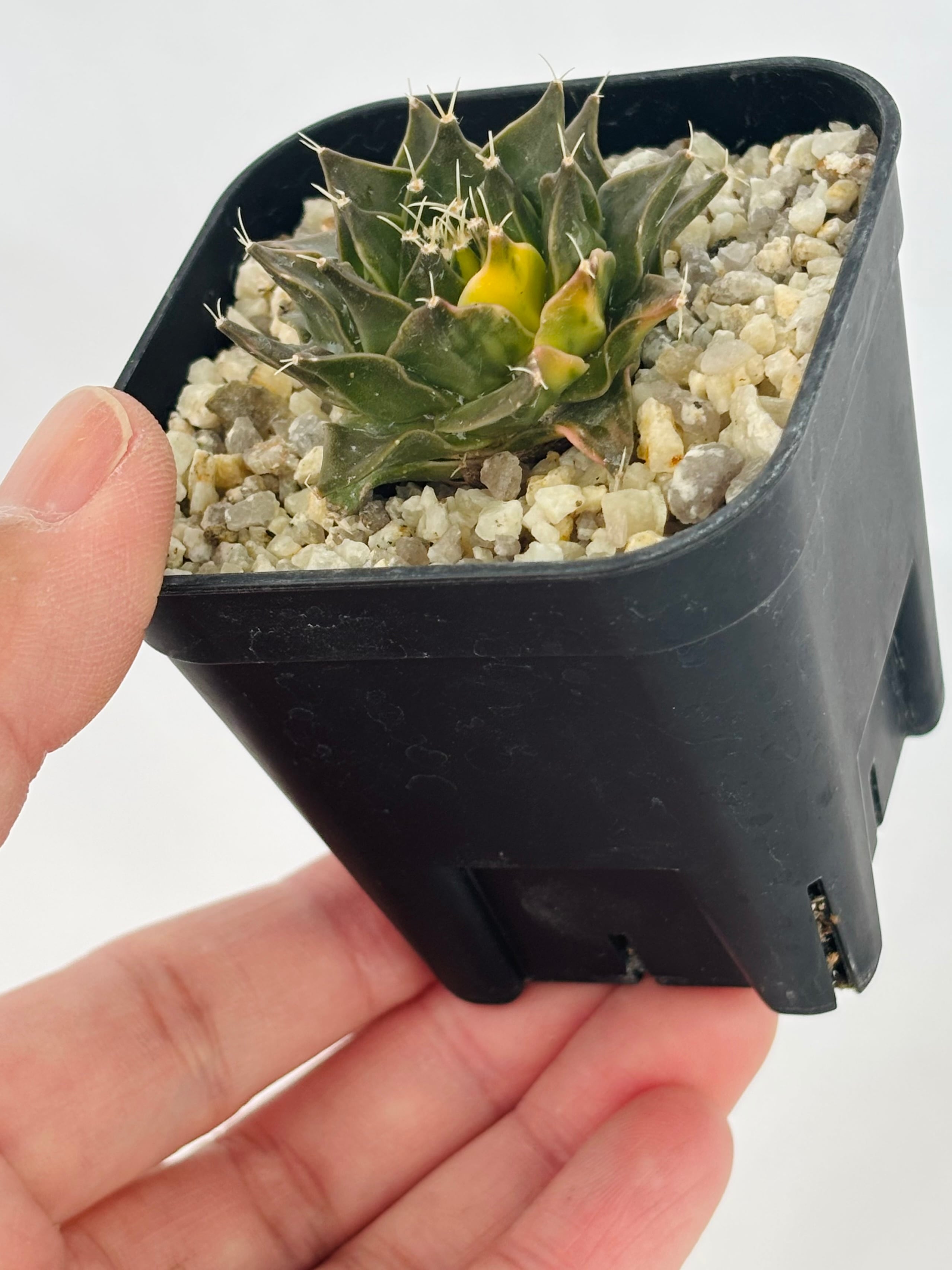 帝冠錦　サボテン　実生苗　カキコ Obregonia denegrii オブレゴニア 帝冠錦 サボテン | plants MARU