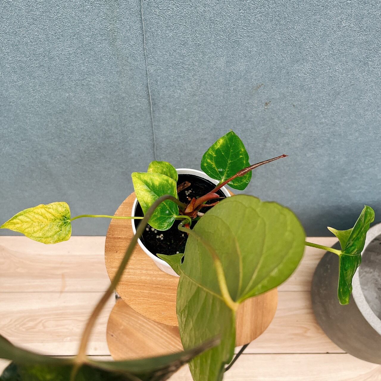 現品］【希少】20番 アンスリウム クイーンオブハート 4号 観葉植物