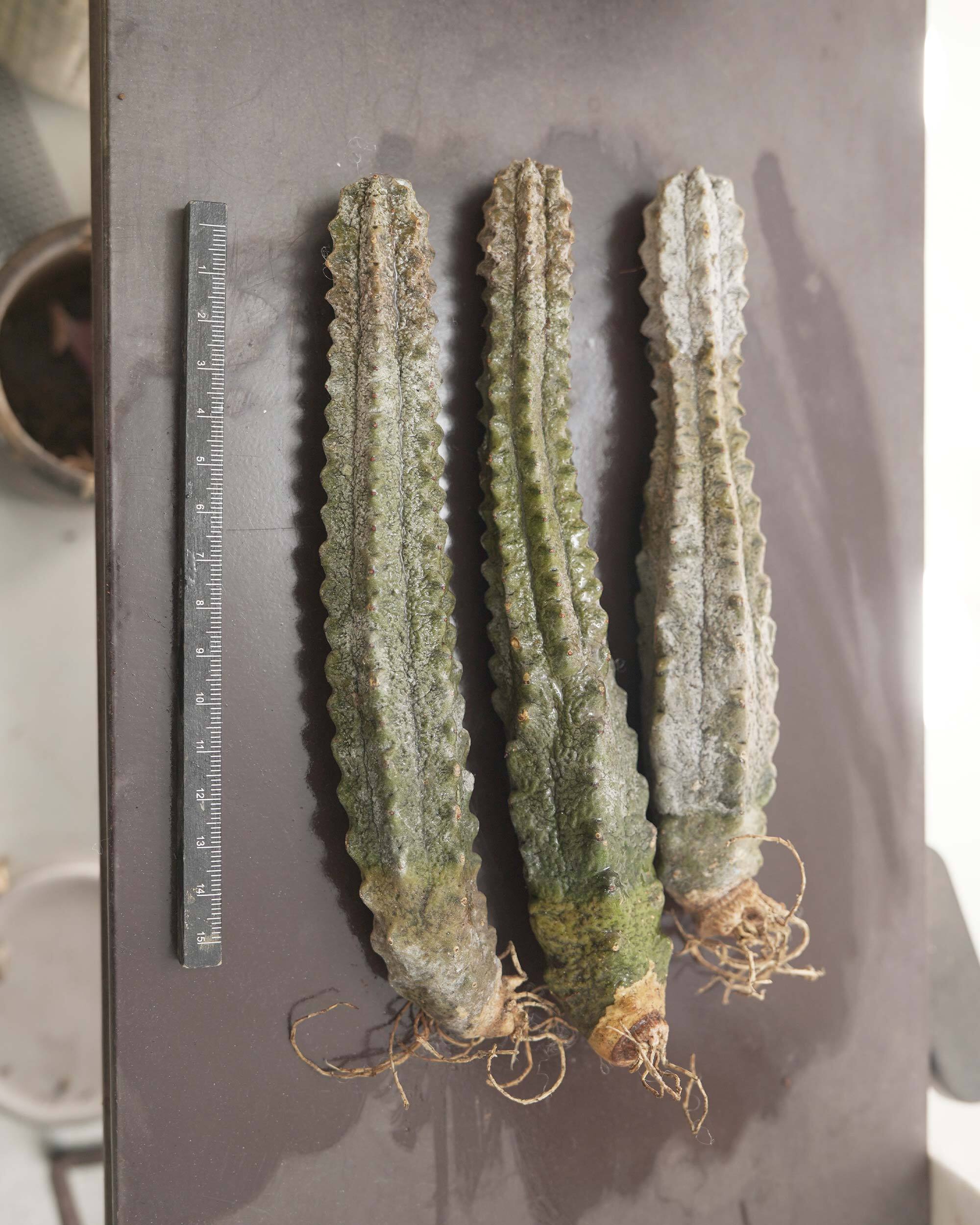 未発根苗 ユーフォルビア アブデルクリ Euphorbia abdelkuri