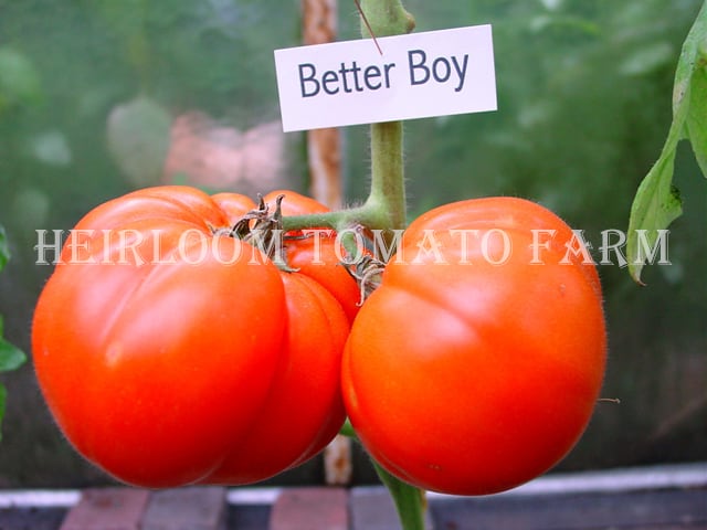 Heirloom　Heirloom　Boy　Better　Tomato®　Farm　エアルーム・トマト・ベター・ボーイ　Tomato