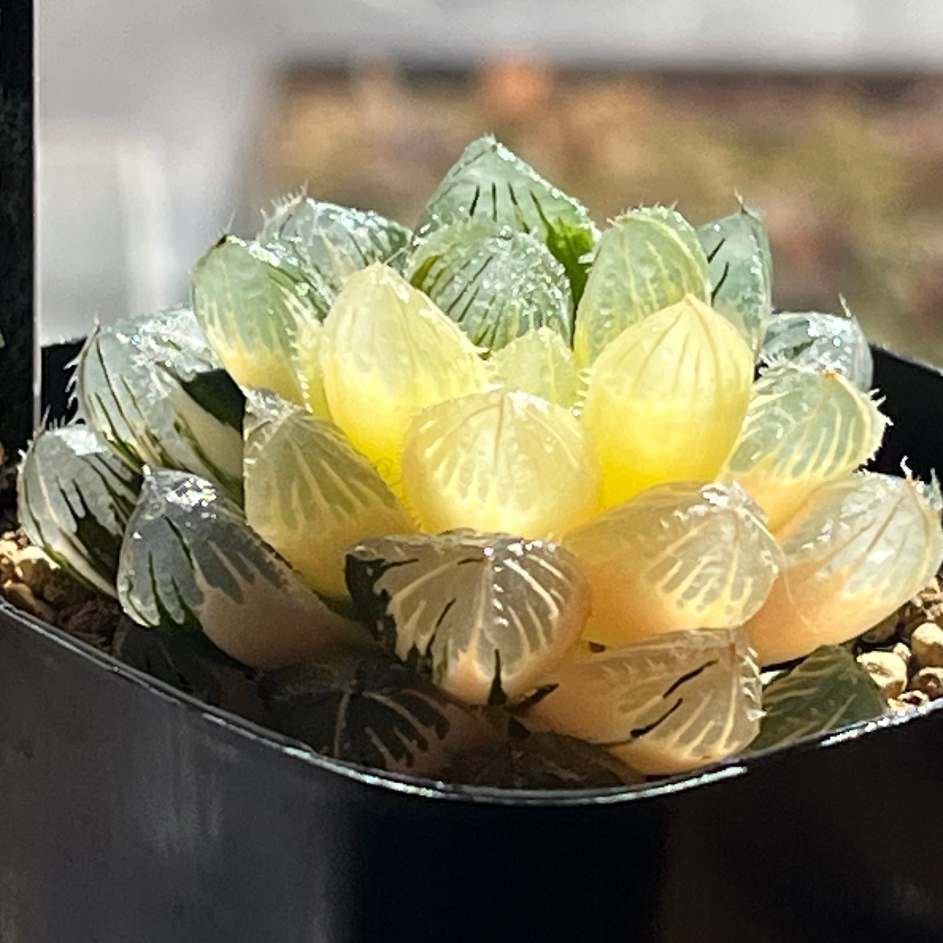 ハオルチア 花狐錦 | mocono_plants