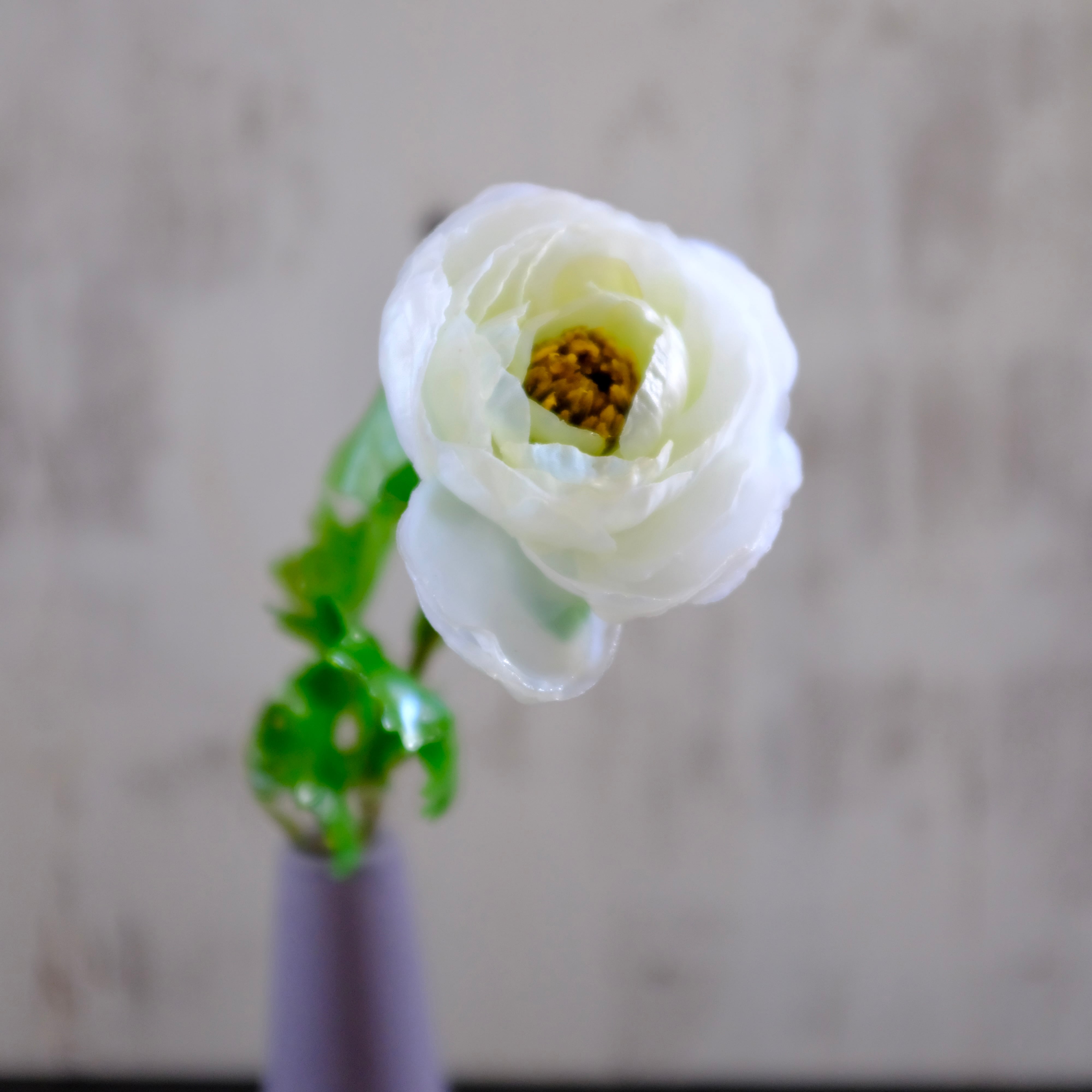 tsuyabana ラナンキュラス ホワイト | KieKa