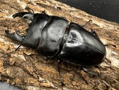 【WD】《アルキデスヒラタ 82mm L33-34mm ペア》