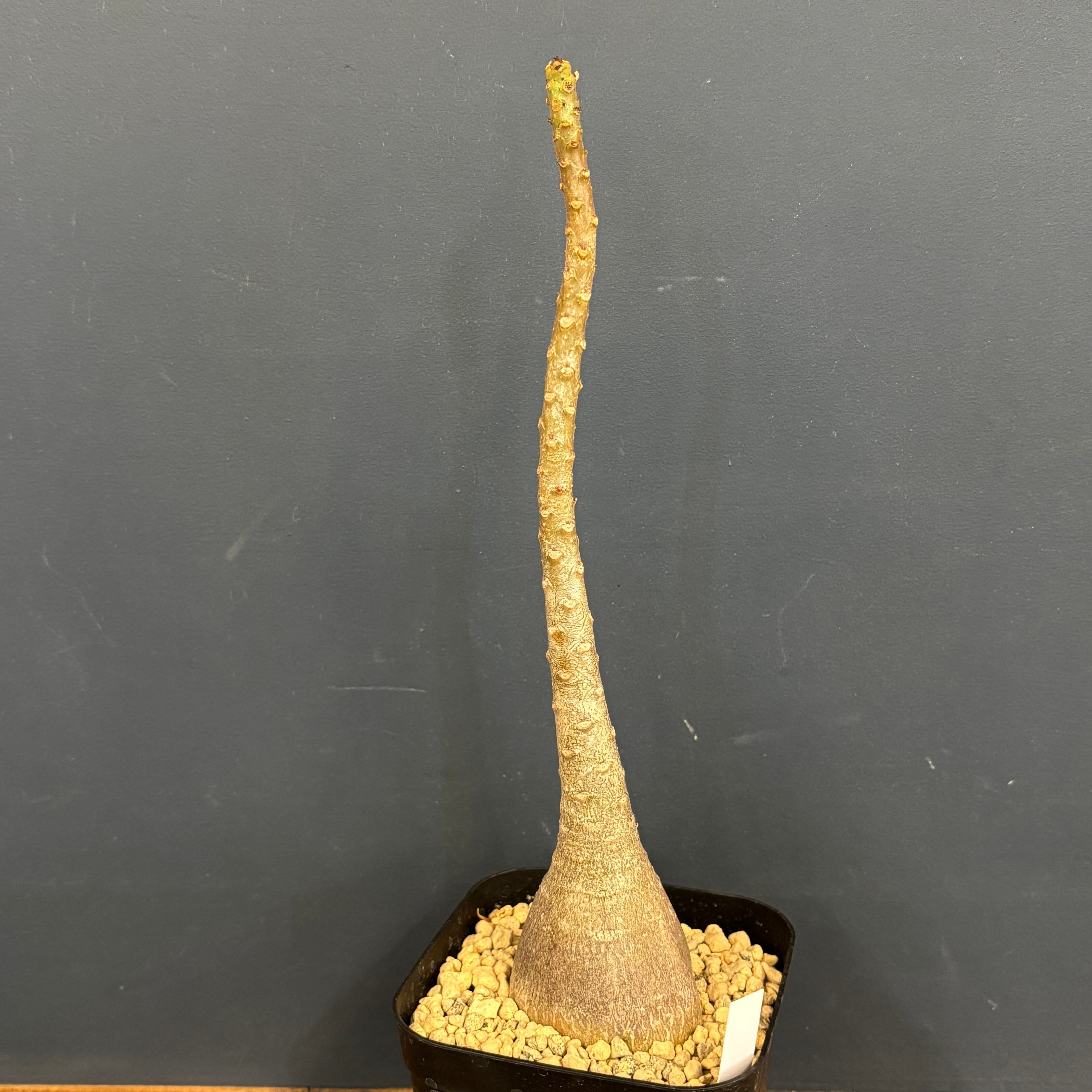 アデニウム ソコトラナム【151】 | PROTOLEAF プロトリーフ