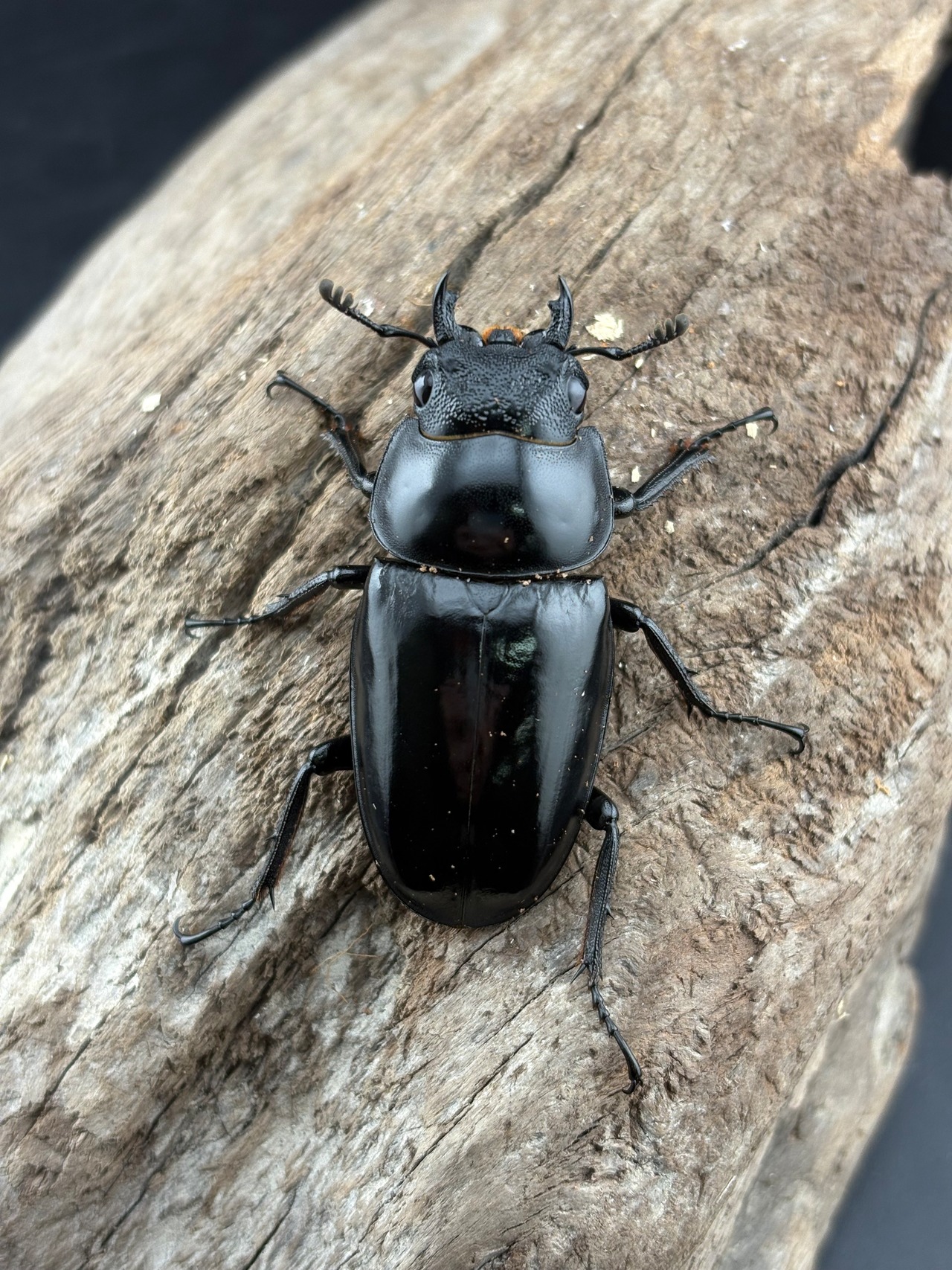 《コンフキウスノコギリ 98mm ペア》ブリーダー様委託個体