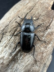 《コンフキウスノコギリ 98mm ペア》ブリーダー様委託個体