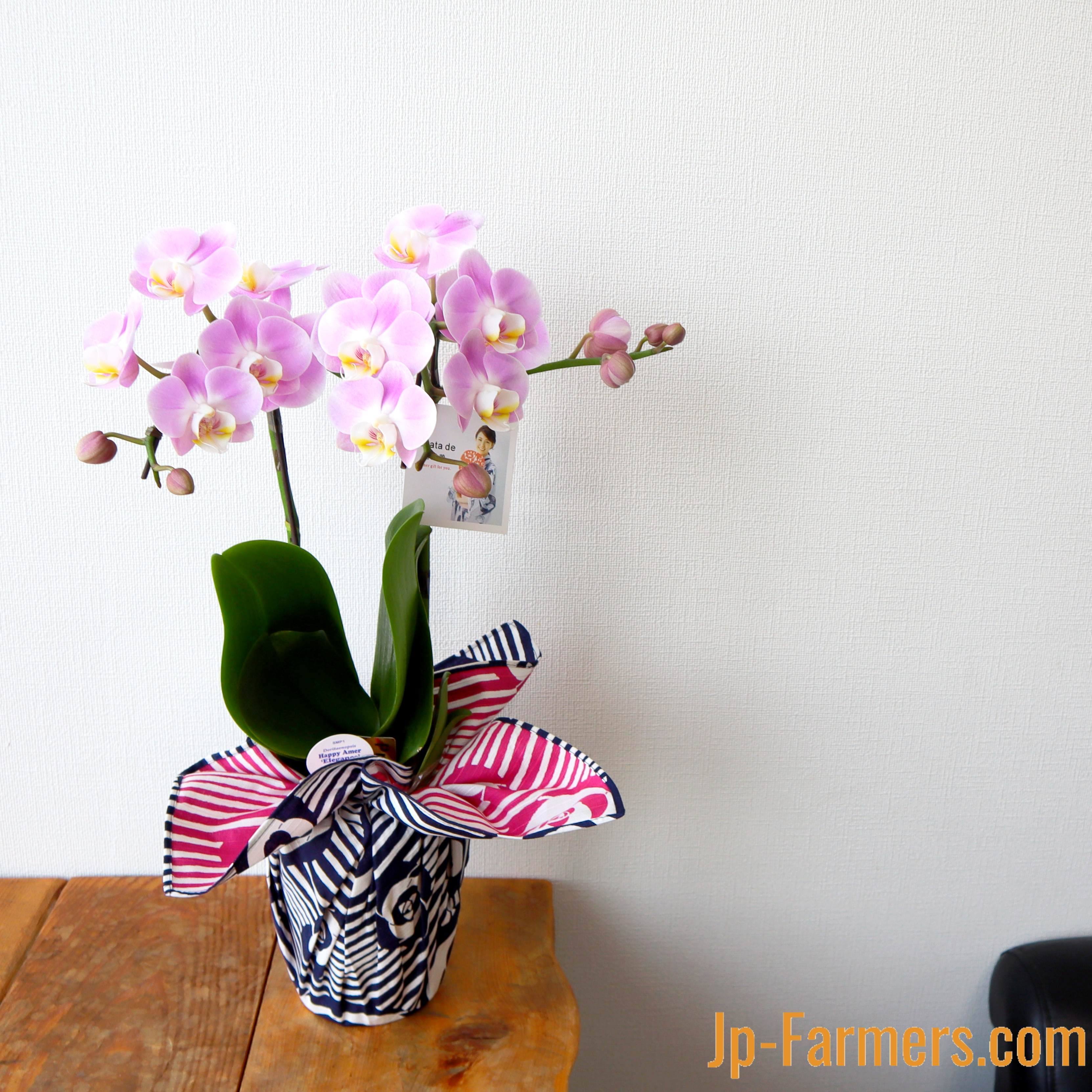 Funny直営店 毎日入荷 胡蝶蘭12本入り 8月1日発送 鞄の國 ハンドメイド 日用品 インテリア Roe Solca Ec Funny直営店 毎日入荷 胡蝶蘭12本入り 8月1日発送 鞄の國 ハンドメイド 日用品 インテリア Roe Solca Ec