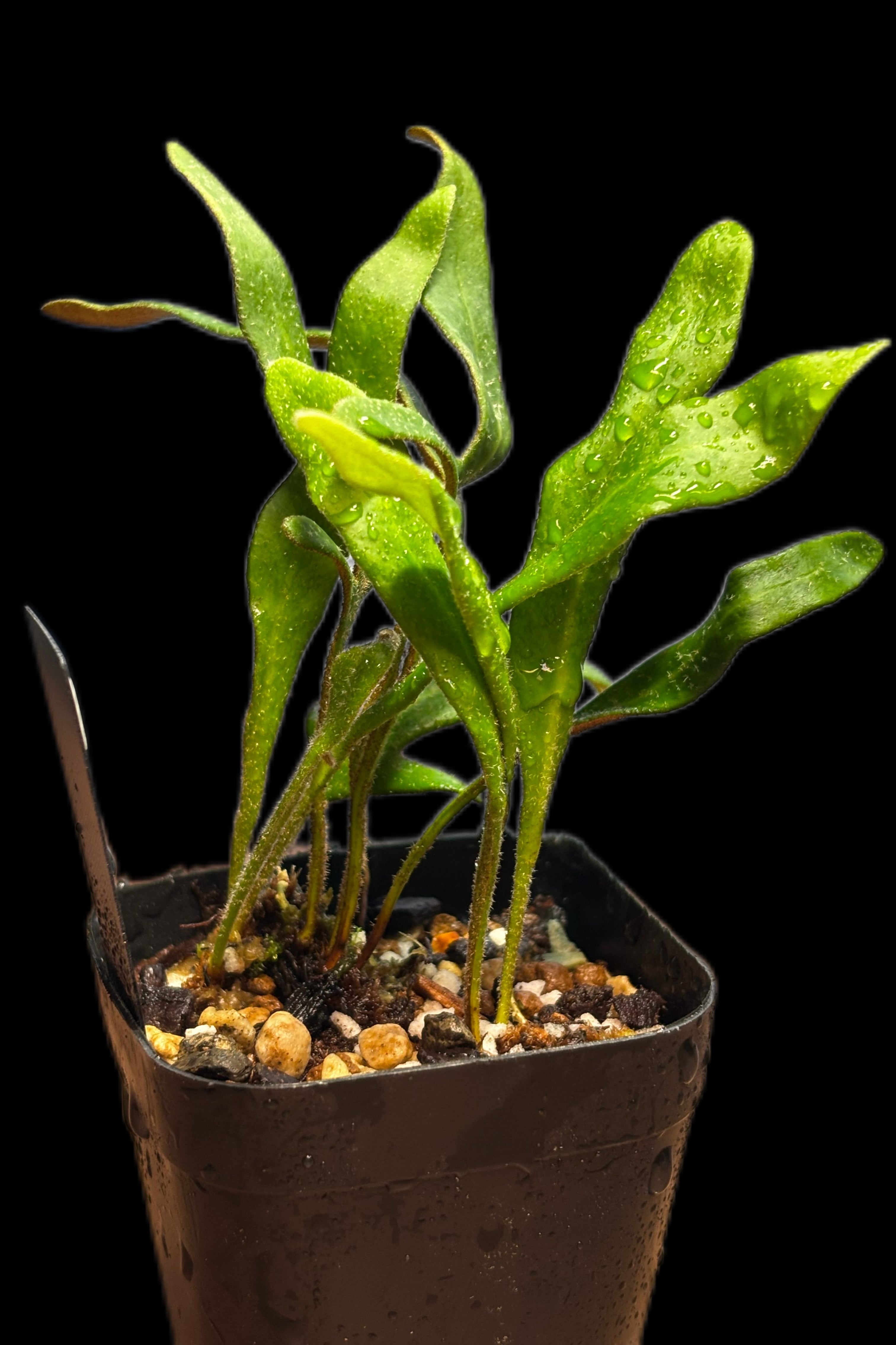 送料無料】Neoregelia 'Norman Bates' x 'Blushing Tiger