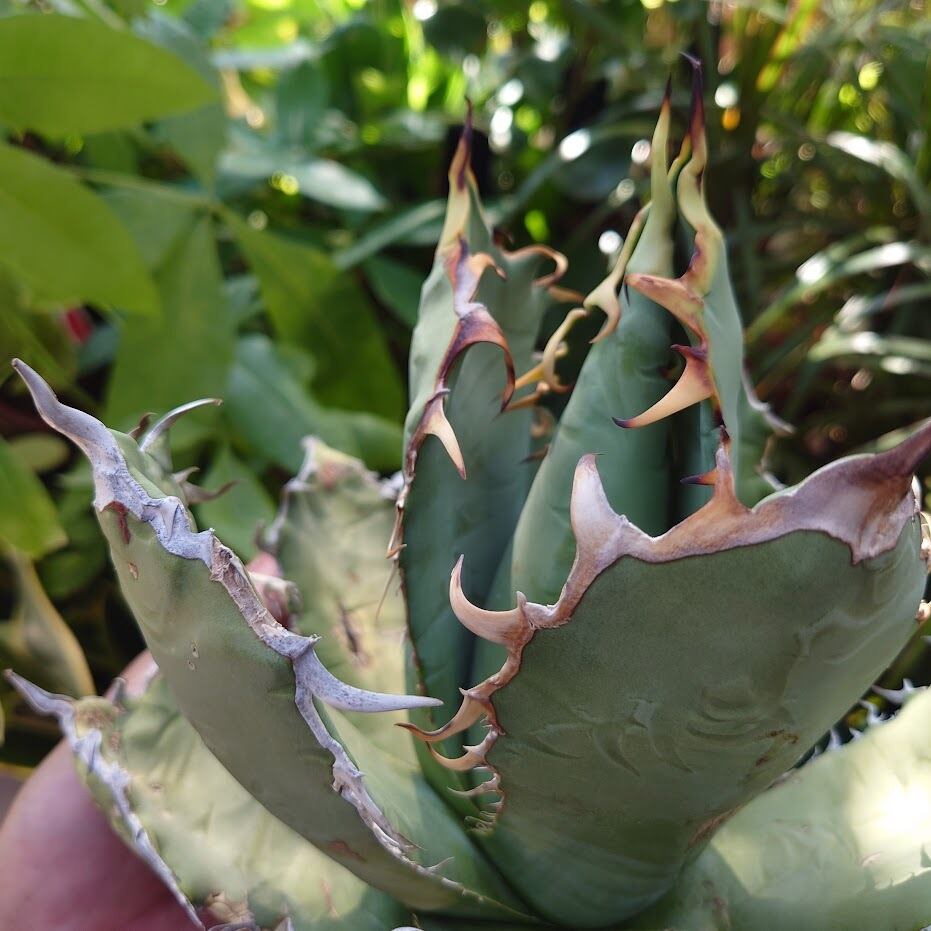 アガベ チタノタ オアハカ Agave titanota Oaxaca 19 | 多肉植物