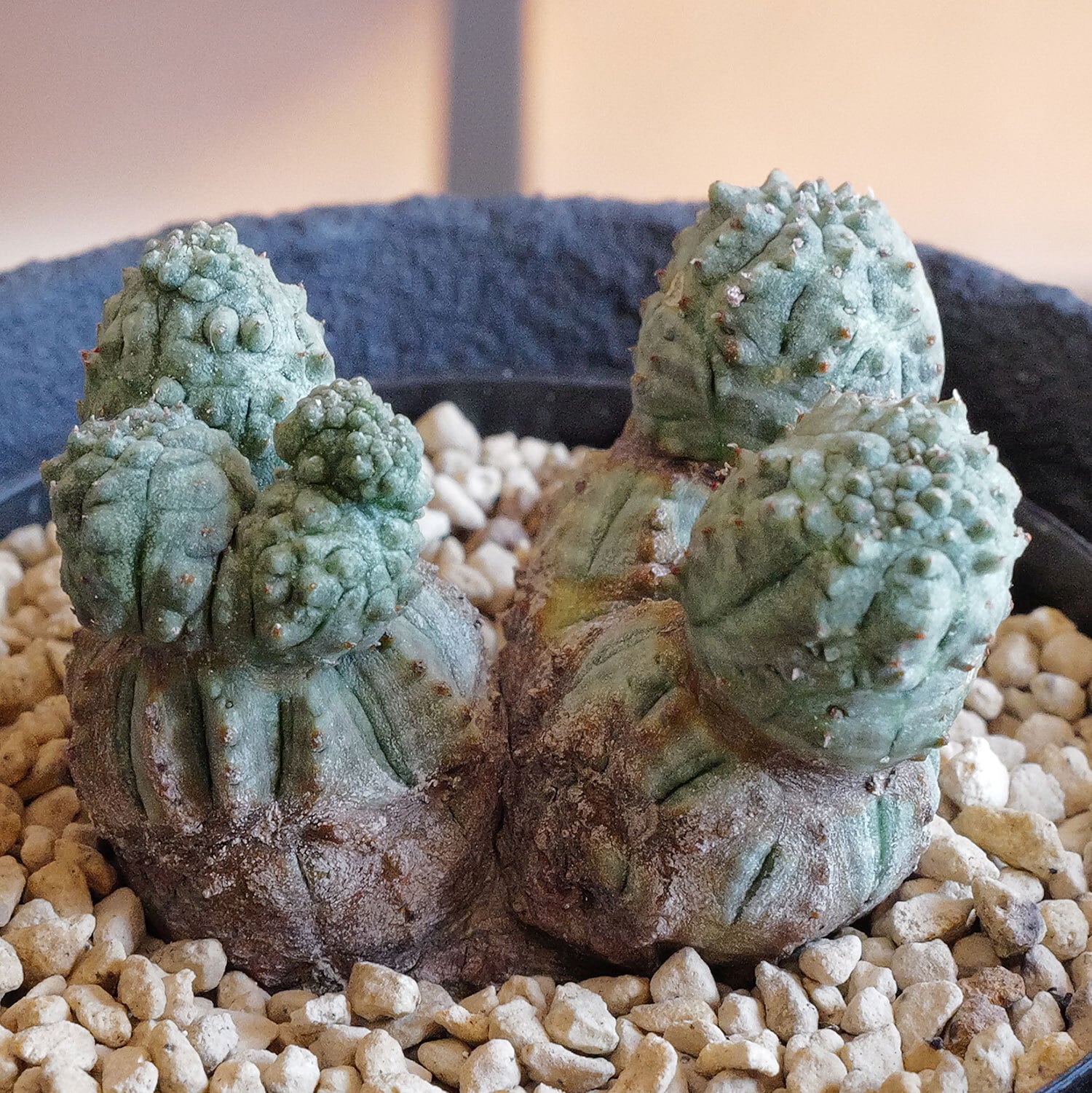 最大幅 4.3cm 成長点5点 マイクロ 異型 ダブルヘッド オベサ / ユーフォルビア