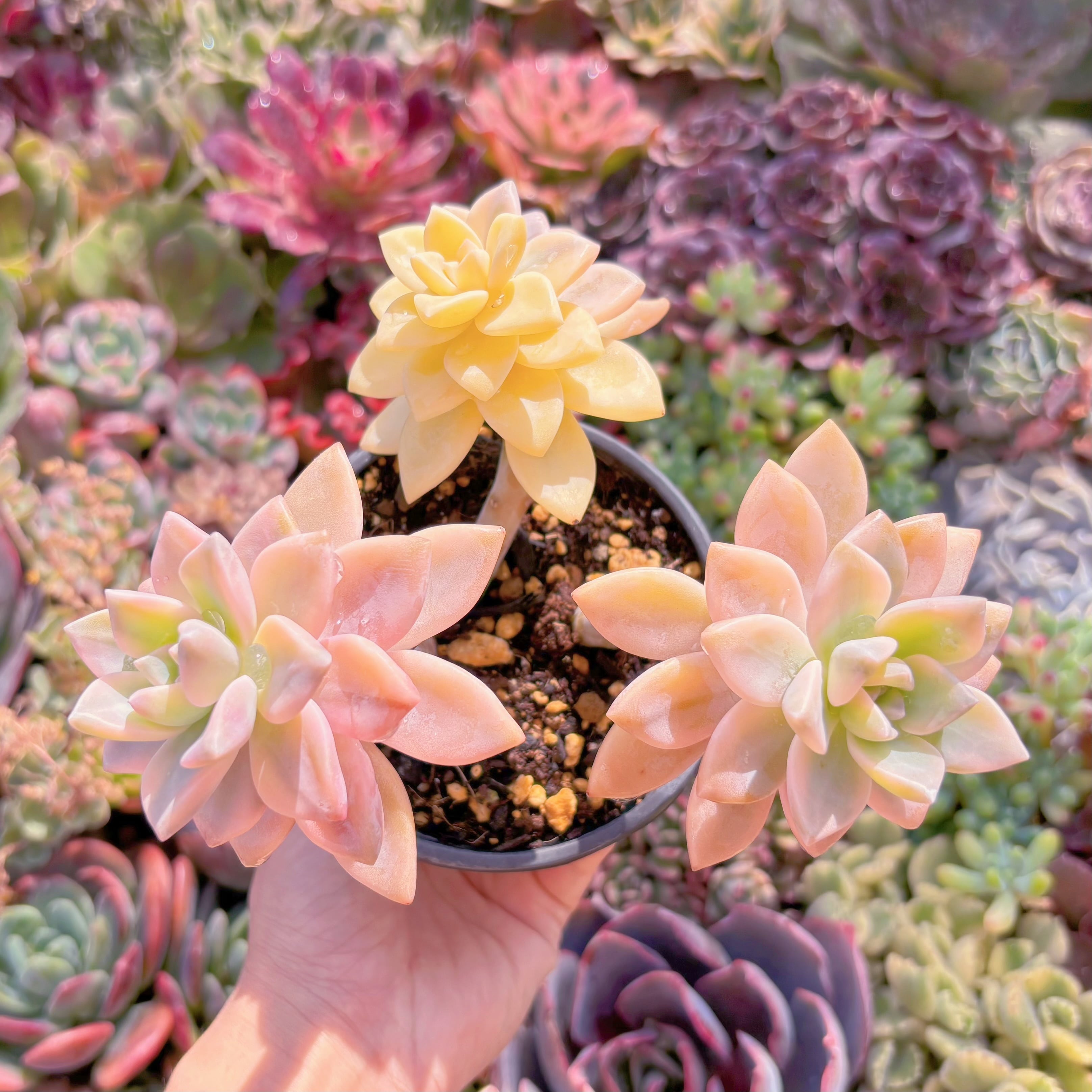 現品　淡雪錦#M112　るる農園