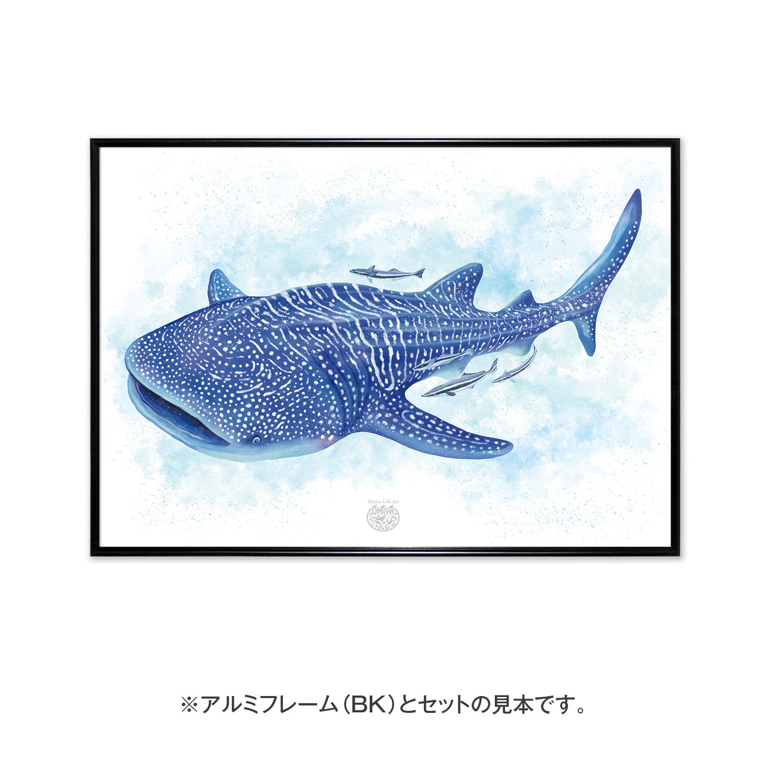 海のいきものアートポスター／魚】ジンベエザメ | UMIYA（ウミヤ）