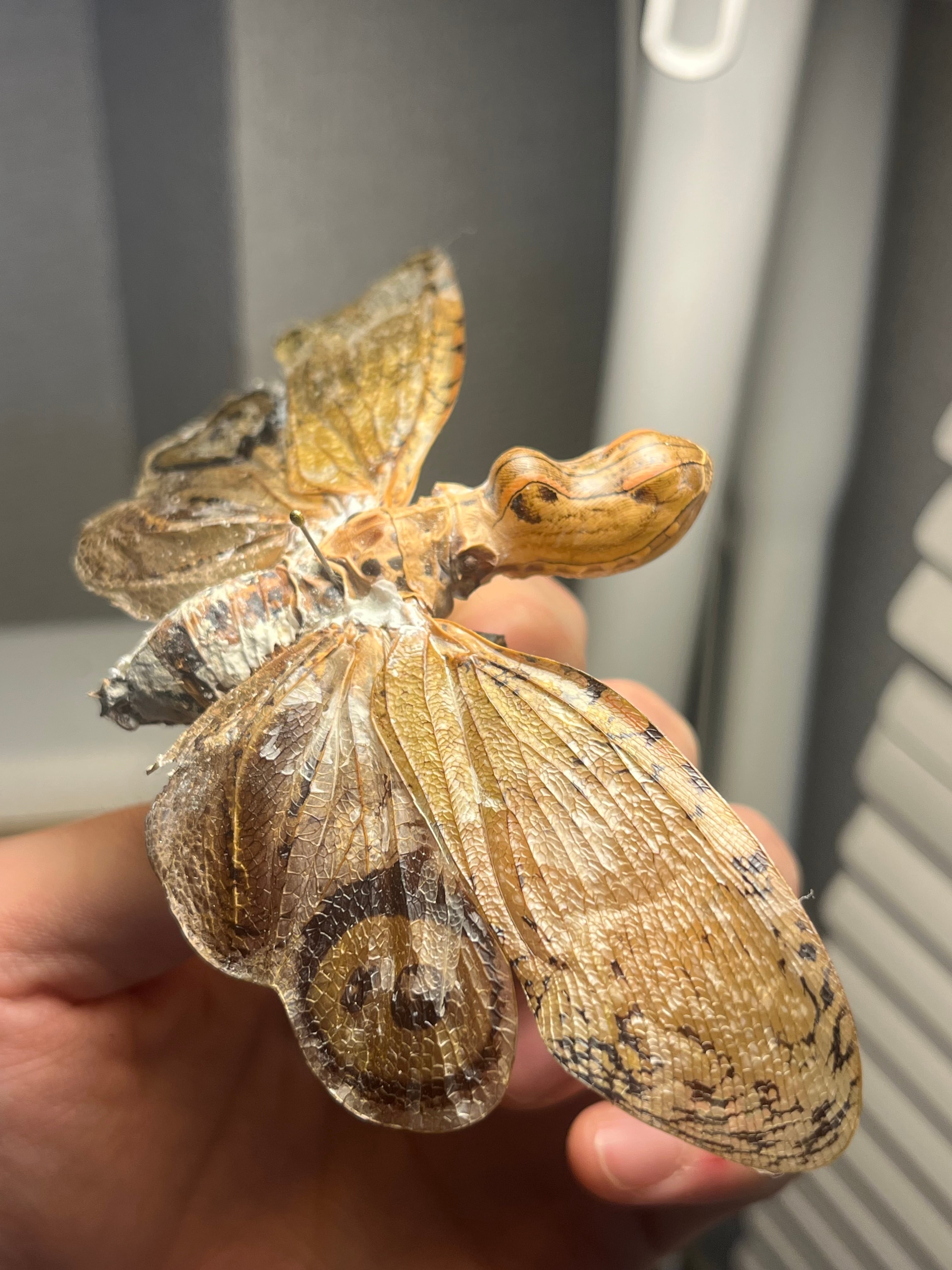 65mm】オオテングビワハゴロモ 外国産蝶標本 標本 蝶 蛾 ヤママユ