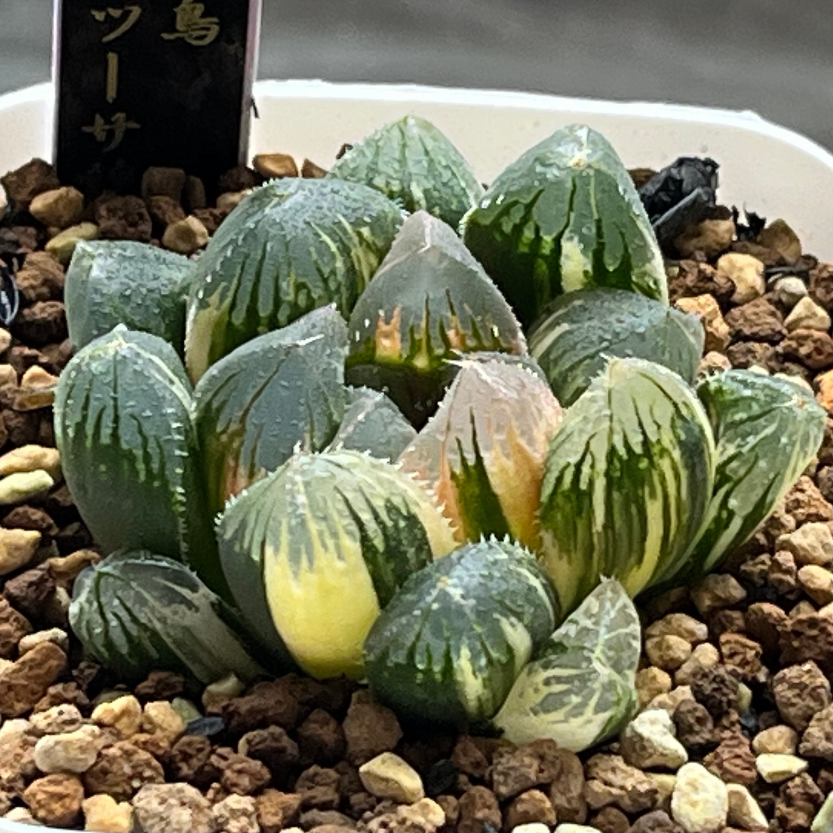 ハオルチア 太陽の恋人(微発根) | mocono_plants