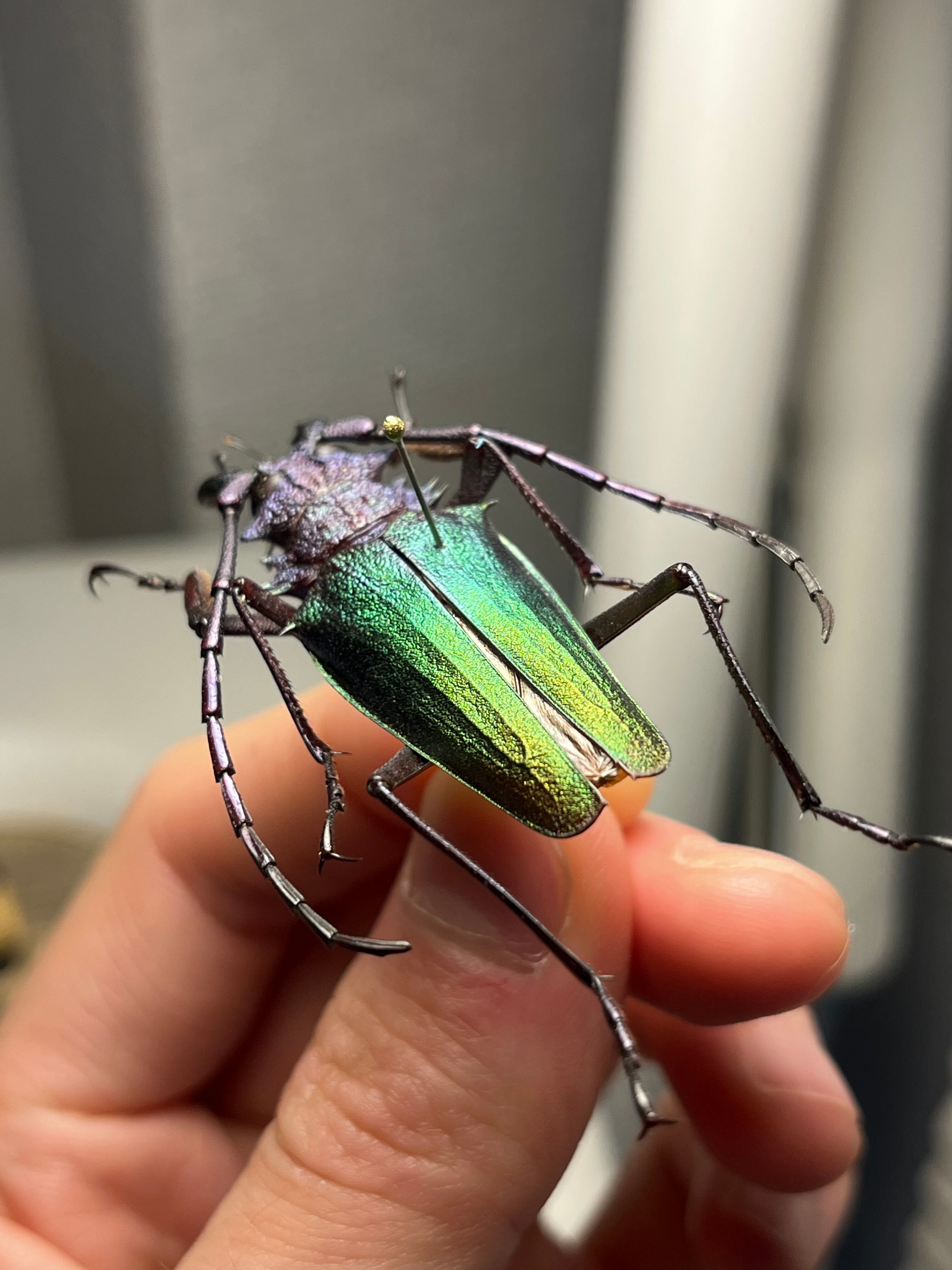 青緑黄】ルリオニカミキリ ムラサキオニノコギリカミキリ