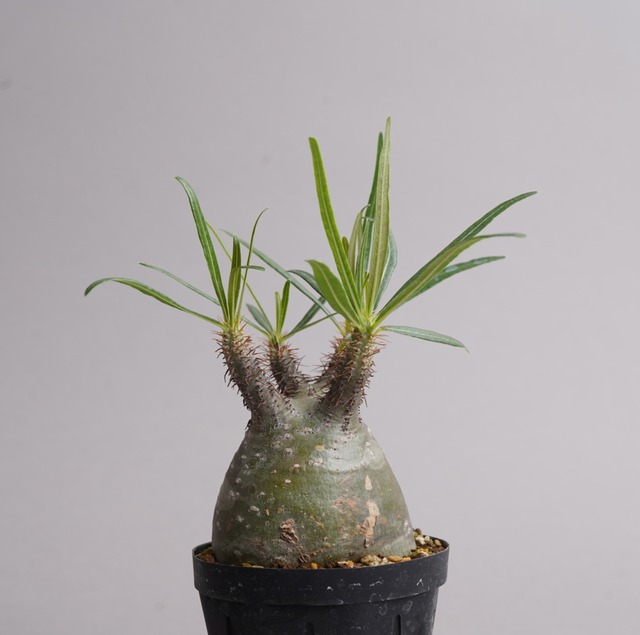 パキポディウム グラキリス no.1〈発根済み〉