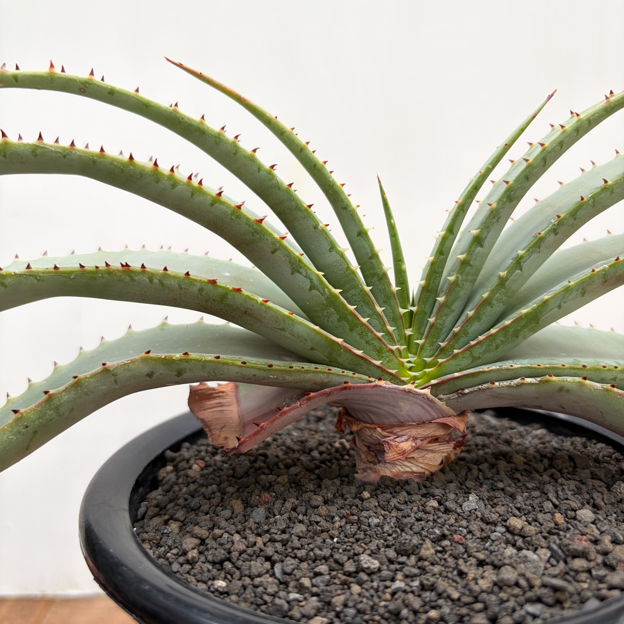 Aloe suprafoliata【アロエ・スプラフォリオラータ】