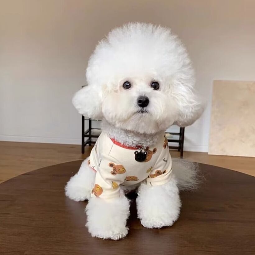 ドッグ 犬 小型犬 服カテゴリ ドッグウェア 室内着 Tシャツ ハニー クマ かわいい シンプル カジュアル おしゃれ 主役級 存在感 ラブリー キュート ベーシック シンプル くま柄 春 夏 男の子 女の子 成犬 スクール デート お出かけ パーティー イベント レストラン 公園 休日 バカンス カフェ 朝 散歩 ウォーキング 室内 普段使い トレンド 流行 インスタ映え 定番 XS S M L XL 白 ホワイト ブルー