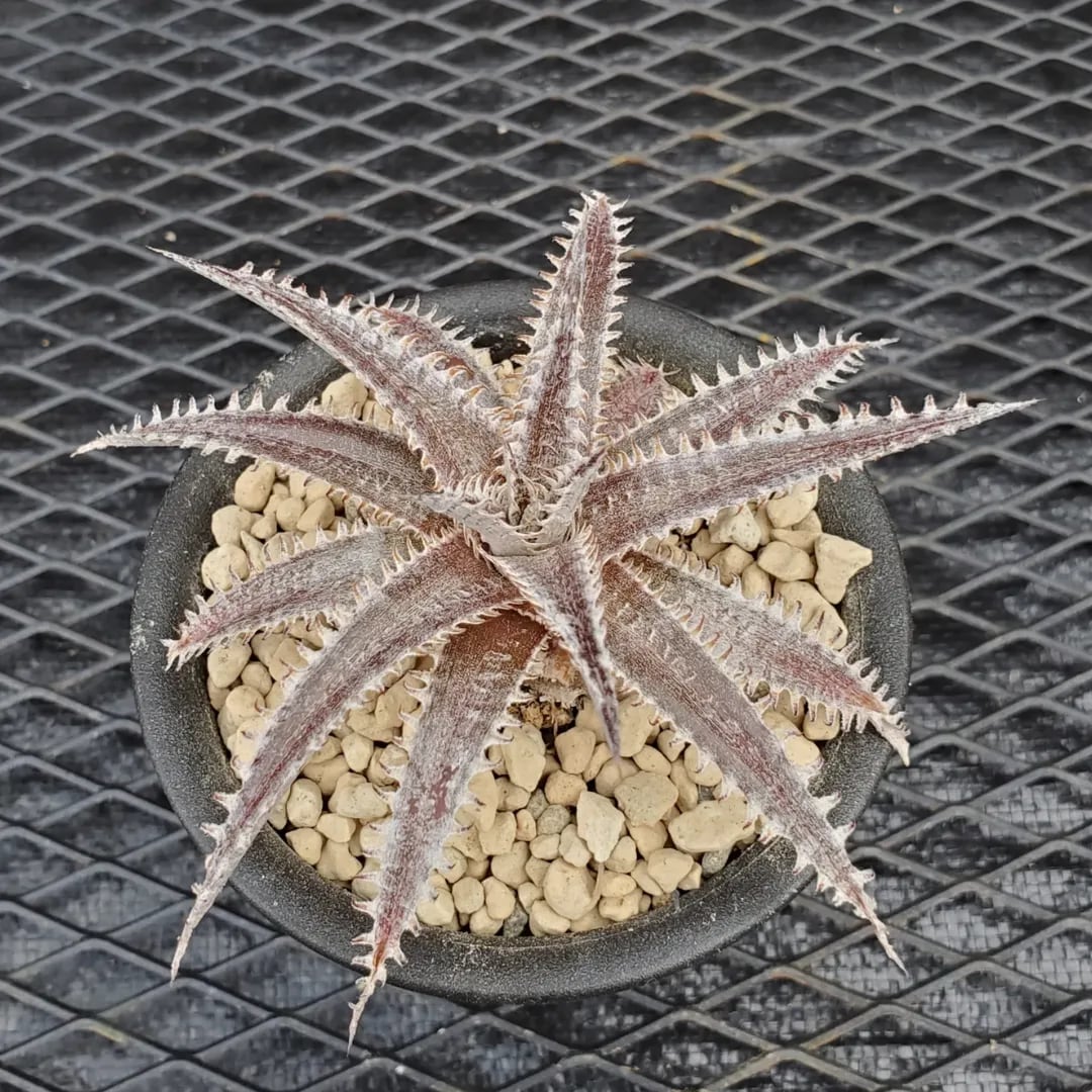DBディッキア Dyckia Richard Kaz hybrid? #212 【公式通販】