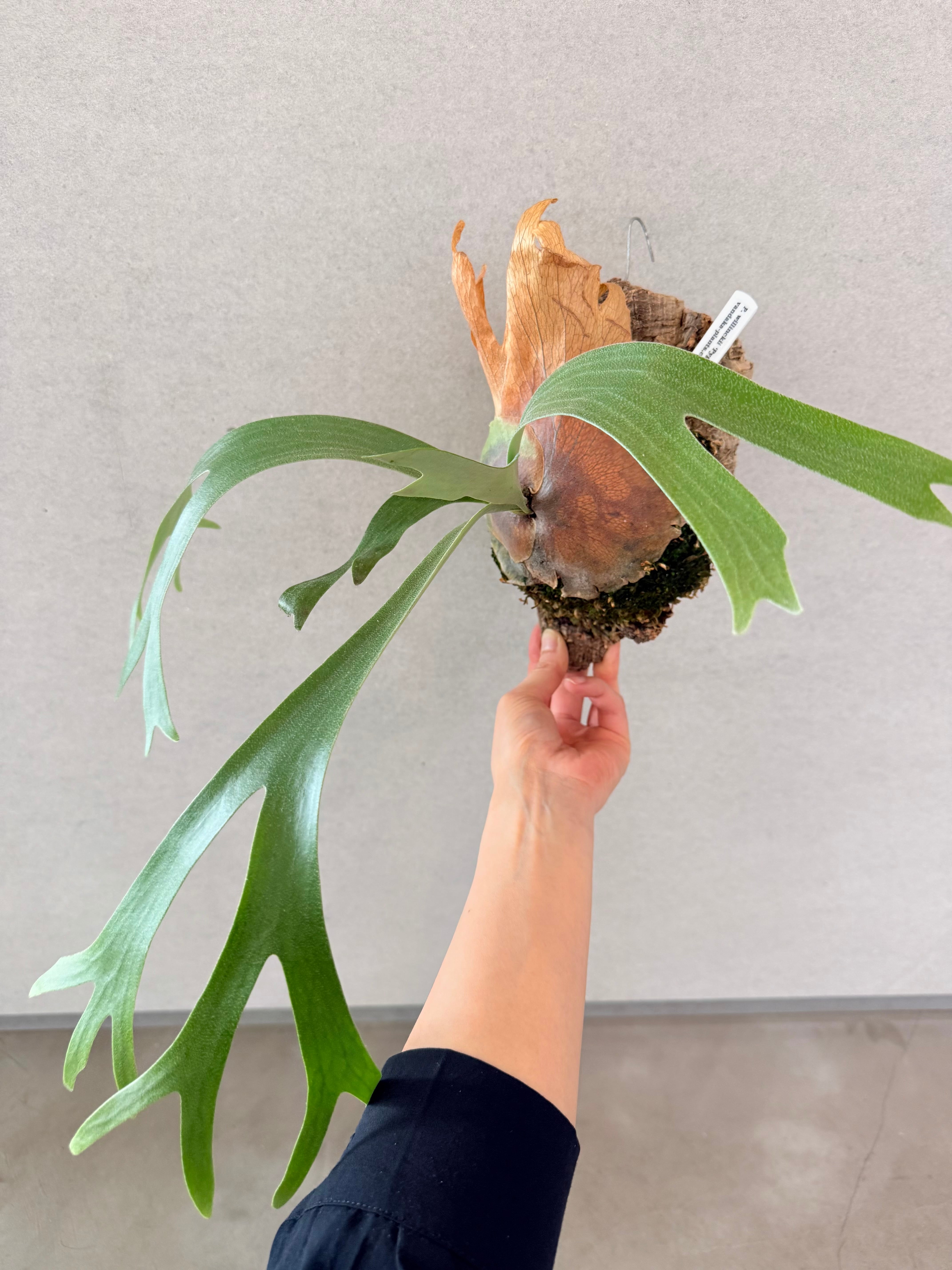 a) P. willinckii 'Pygmaeum' ウィリンキー 'ピグマエウム' | vandaka