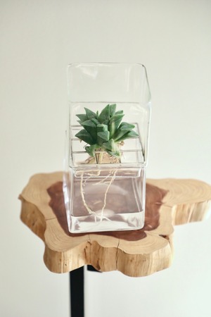 【S】ハオルチア ピグマエア マジョール　※ハイドログラスポット付き