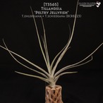 【送料無料】'Peltry Jellyfish'〔エアプランツ〕現品発送T3565