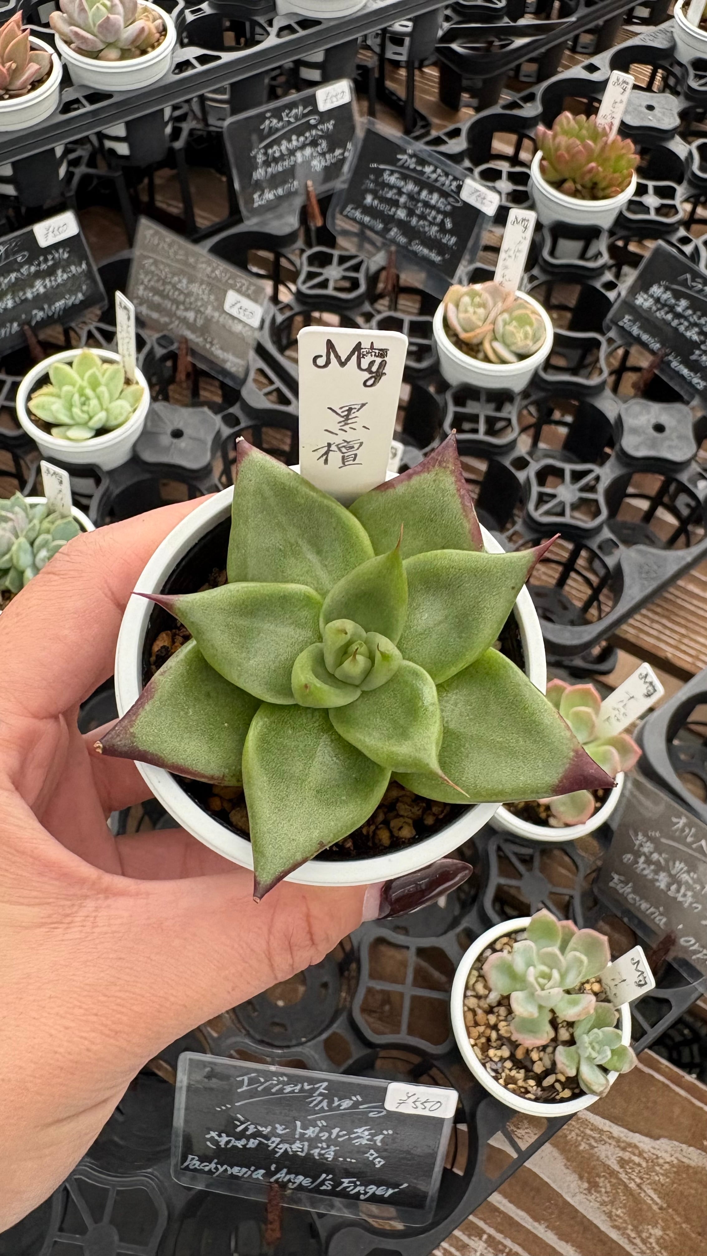 P willinckii cv. White Knight【artPLANTs】ビカクシダ/Platycerium