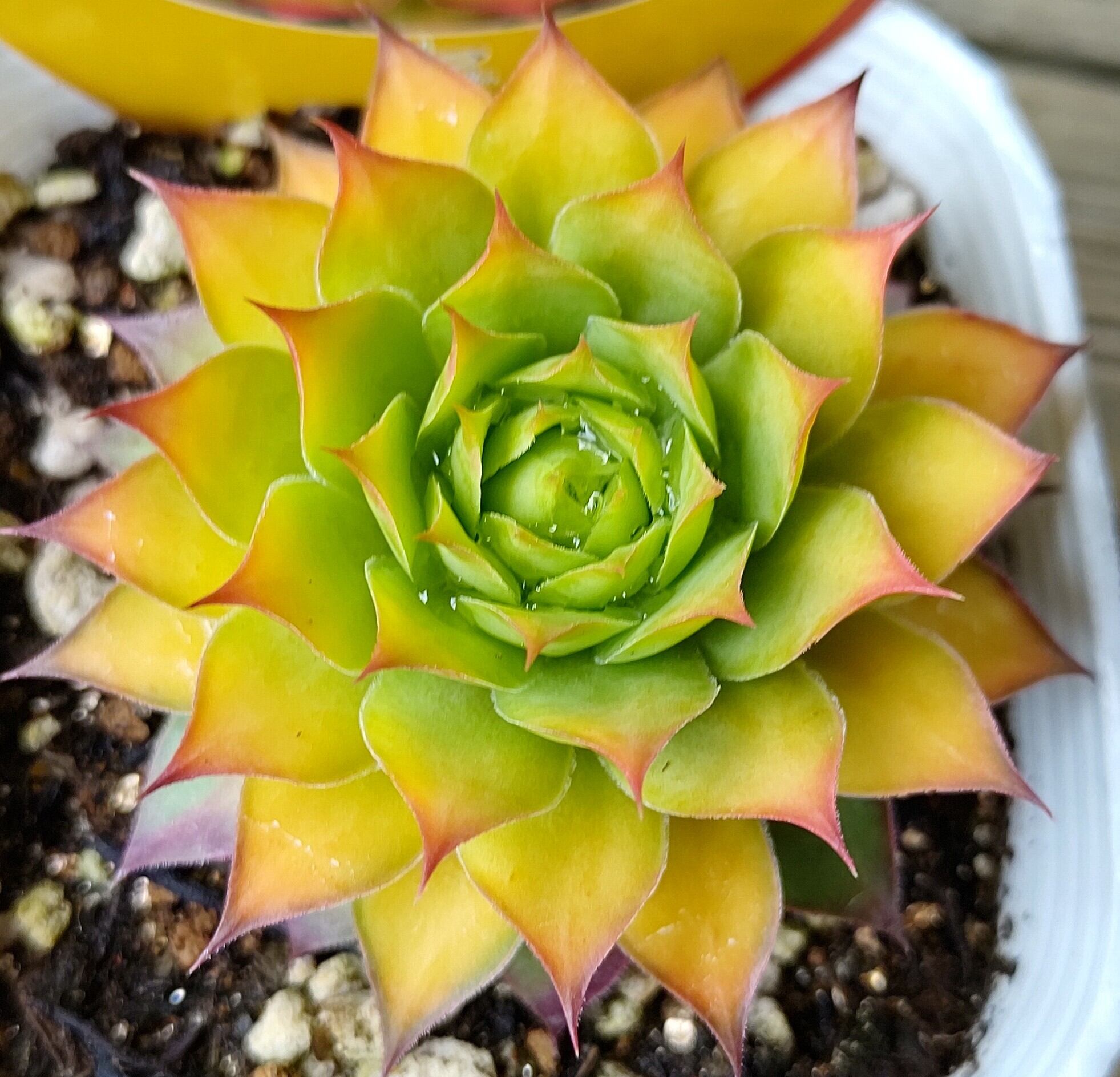 ゴールドナゲット | RuPo 多肉植物専門店