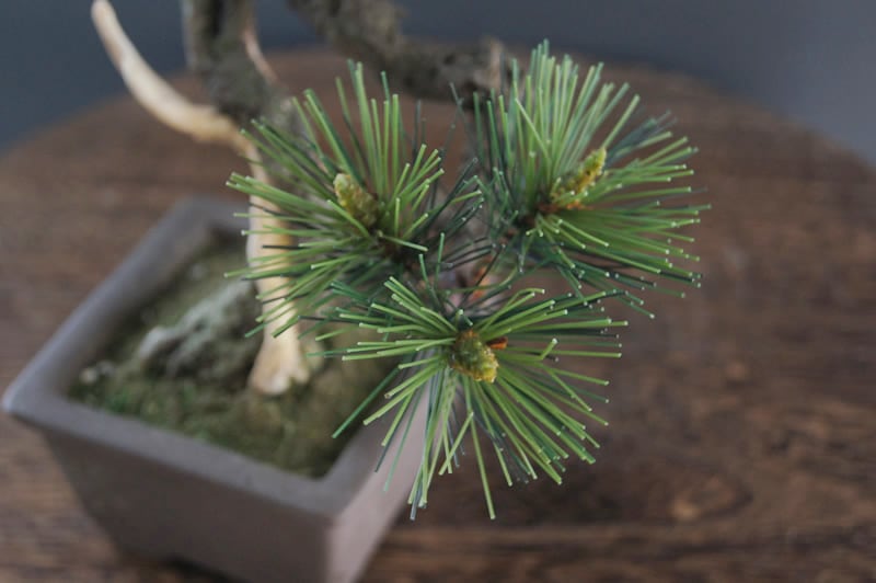 盆栽 松 Pinetree Bonsai #94 | Oh! BONSAI