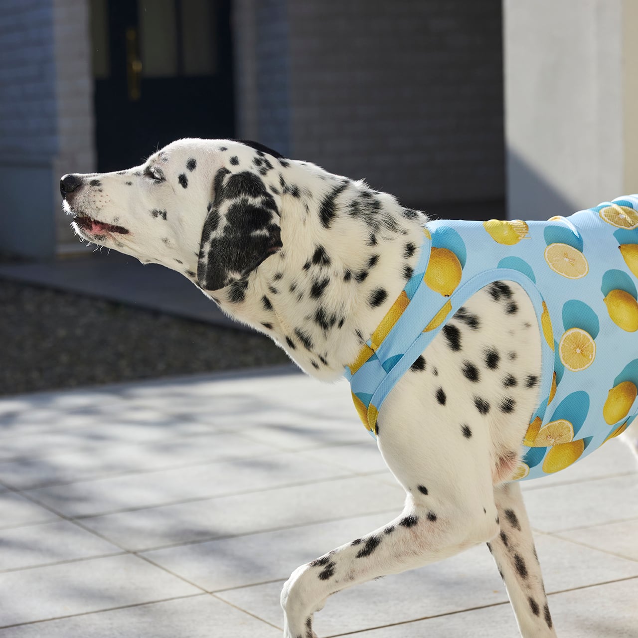 CCL COOLING TANK（M.MD.L） CCLクーリングタンク | MANDARINE