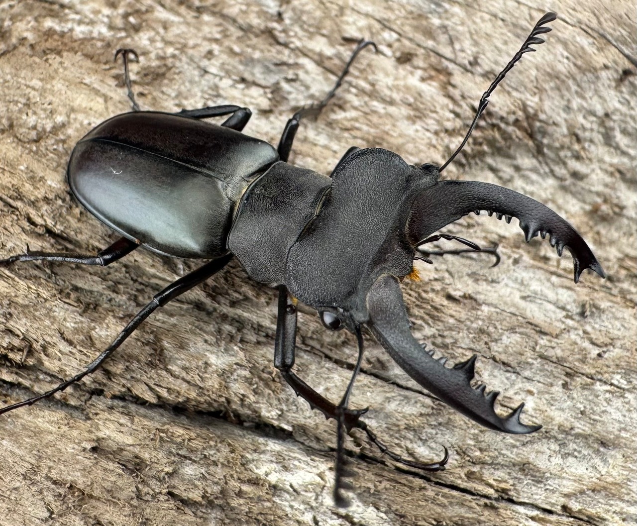 【WD】《クラッペリッヒミヤマ 37.5mm ペア》