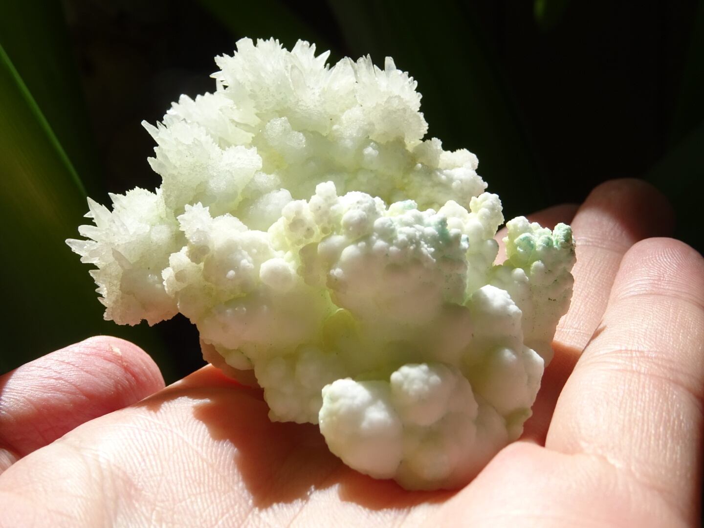 モロッコ産アラゴナイトの花 ( 花火 ) 珊瑚の白い森」 グリーンカル