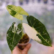 アロカシア グリーンベルベット / Alocasia Green Velvet③ / 観葉植物