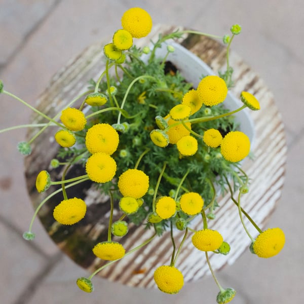 花ほたる 3.5寸○明るい黄色が風に揺れてほたるのよう○花壇 寄せ植え