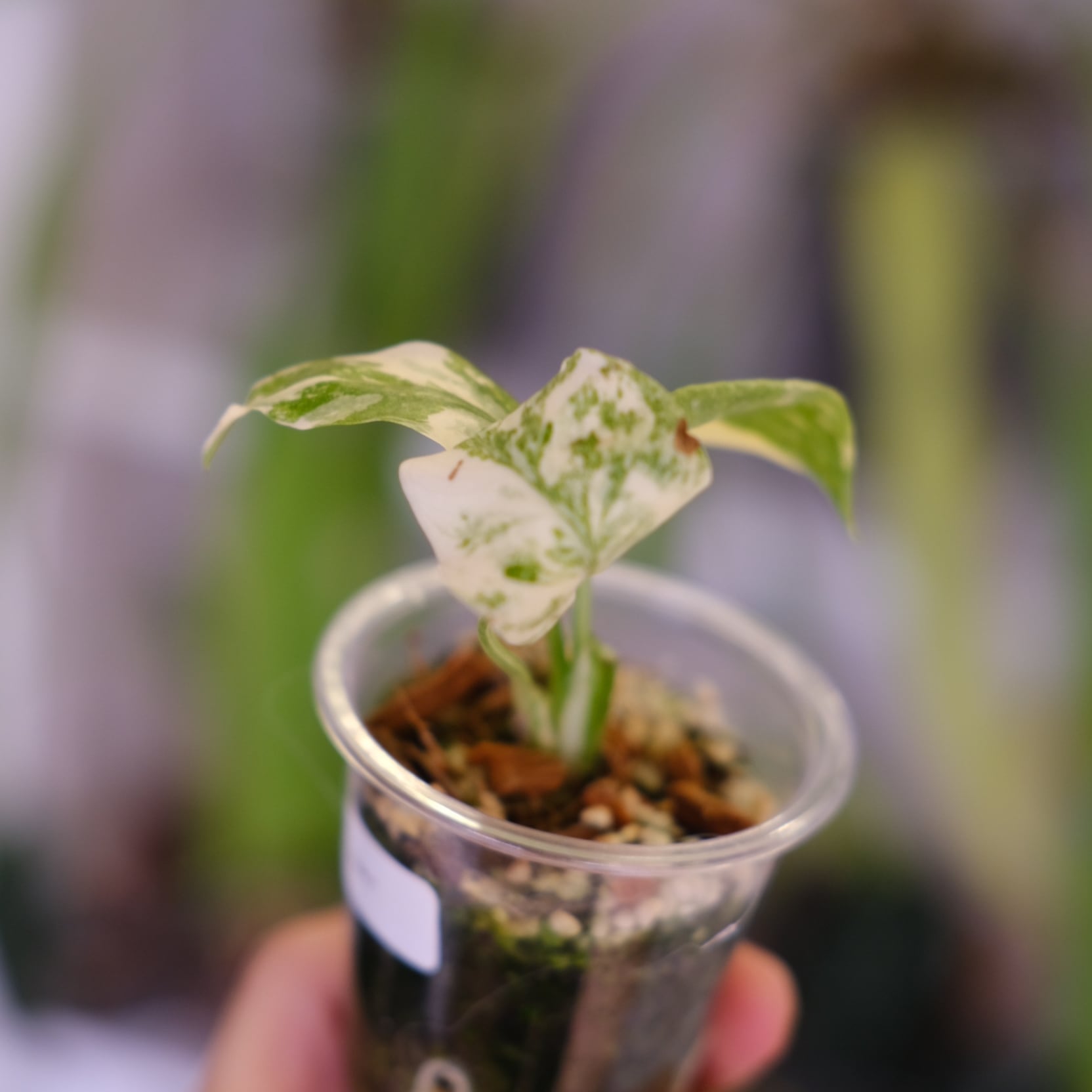 モンステラ・レガシー│Monstera deliciosa 'Legacy'⑩│観葉植物