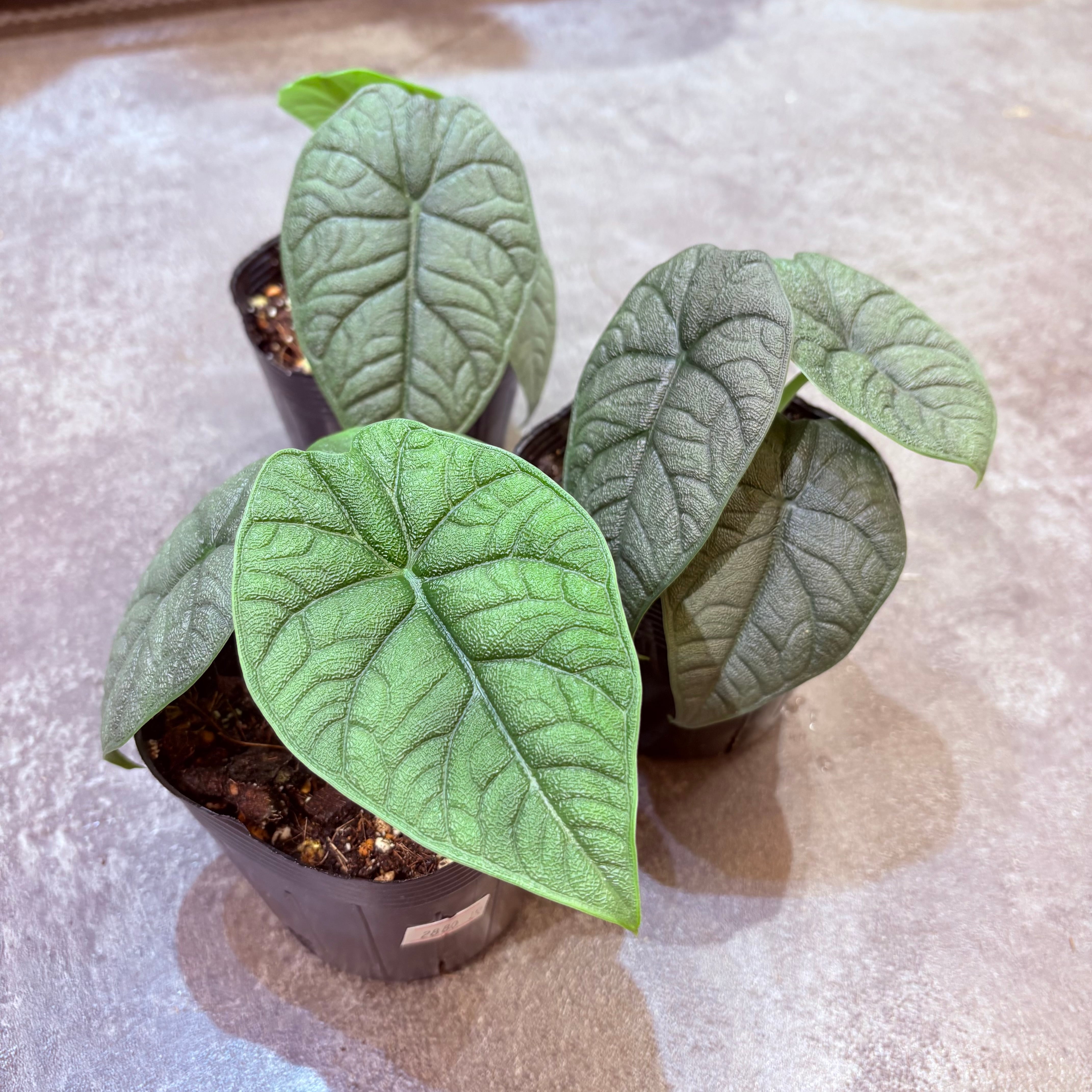 アロカシア メロ 3.5号 | Green Vibes 宇都宮市の観葉植物専門店