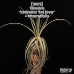 Tillandsia fasciculata 'Red Rover' × streptophylla〔ティランジア〕T6076