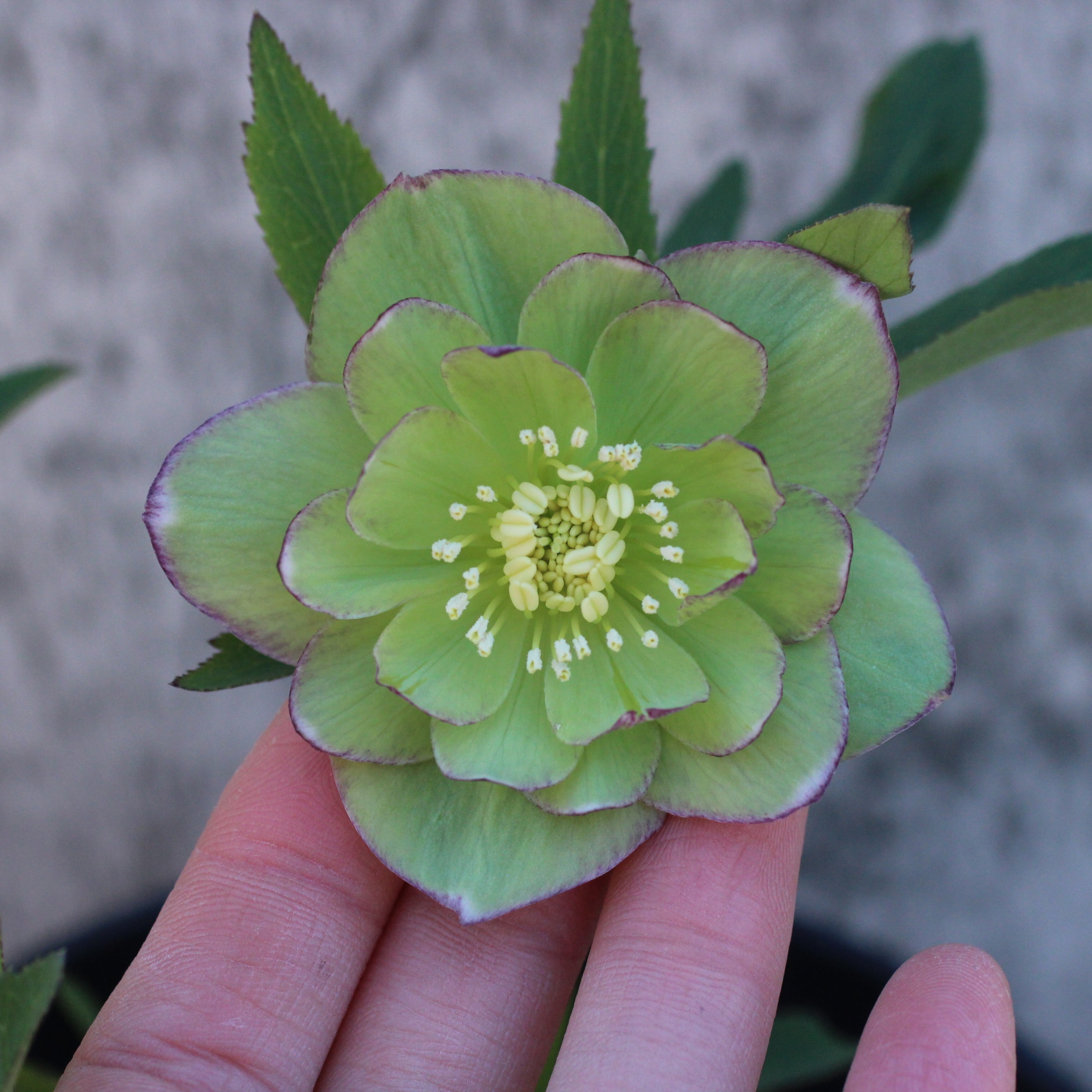 クリスマスローズ | CoppiceGARDEN（コピスガーデン）