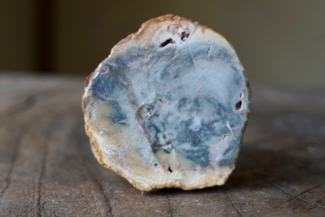 珪化木 Araucarioxylon 19