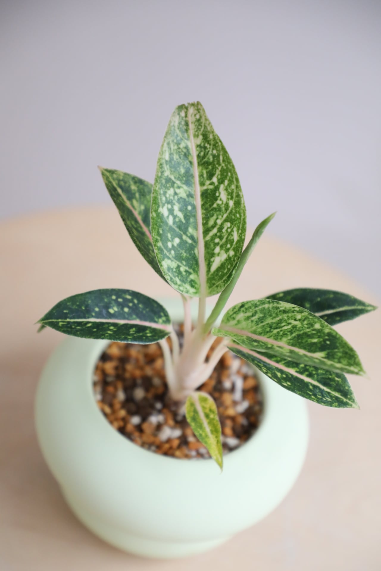 速達付き　アグラオネマ　レモネード　抜き苗 S】アグラオネマ レモンビューティー/Aglaonema | 【厳選植物・器