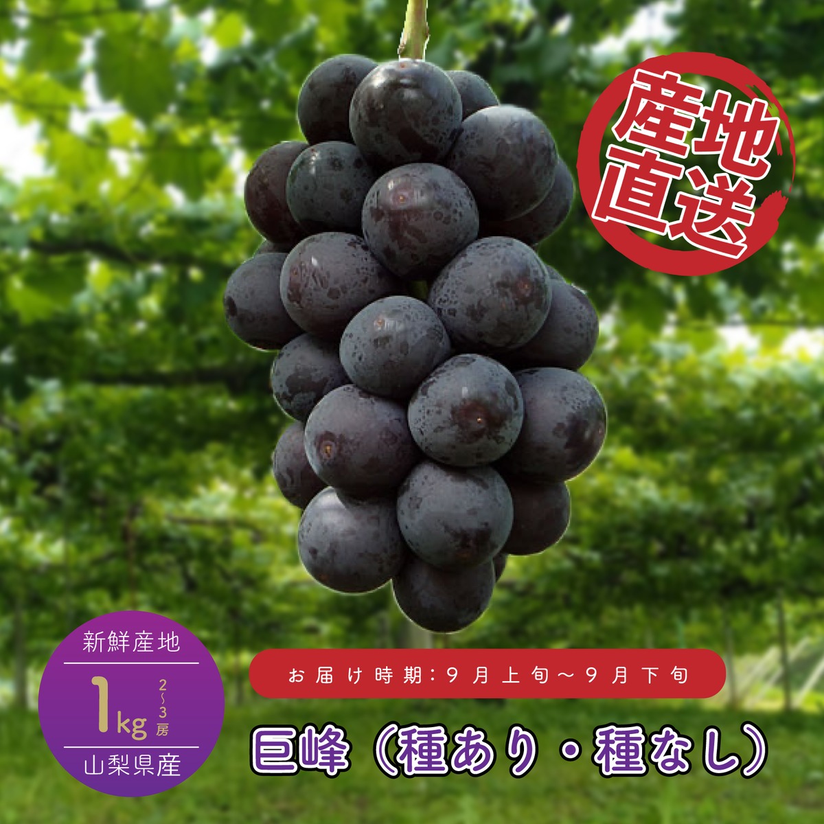 完売御礼！】ぶどう『巨峰』昔ながら品種 種なし | 甲斐の国 山梨の