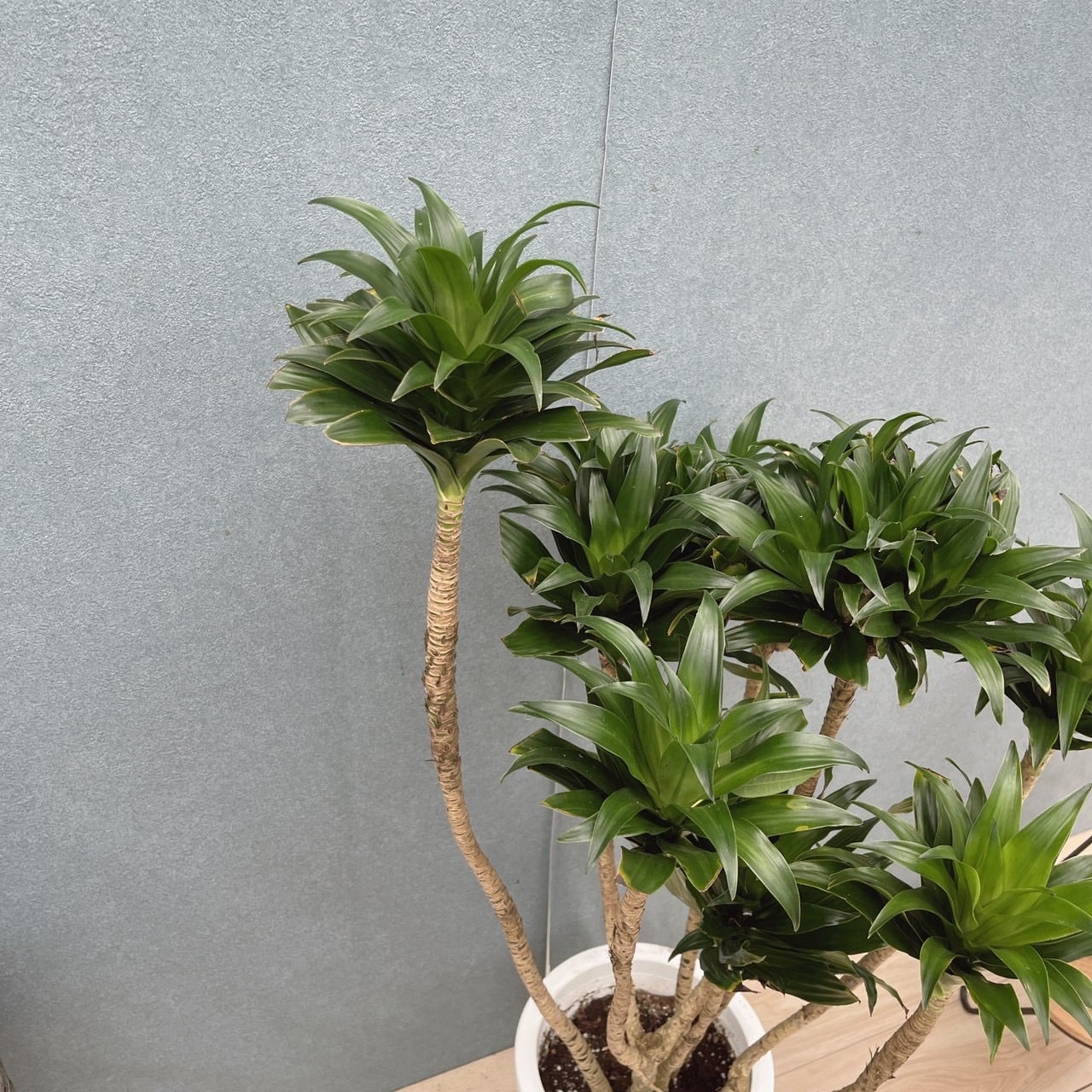 現品］☆一部斑入☆ 17番 ドラセナ コンパクタ 8号 観葉植物 室内