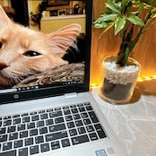 美品/ HP Probook 650 G5/最高峰i7第8世代/SSD256GB/大型液晶/メモリ16GB/ノートパソコン