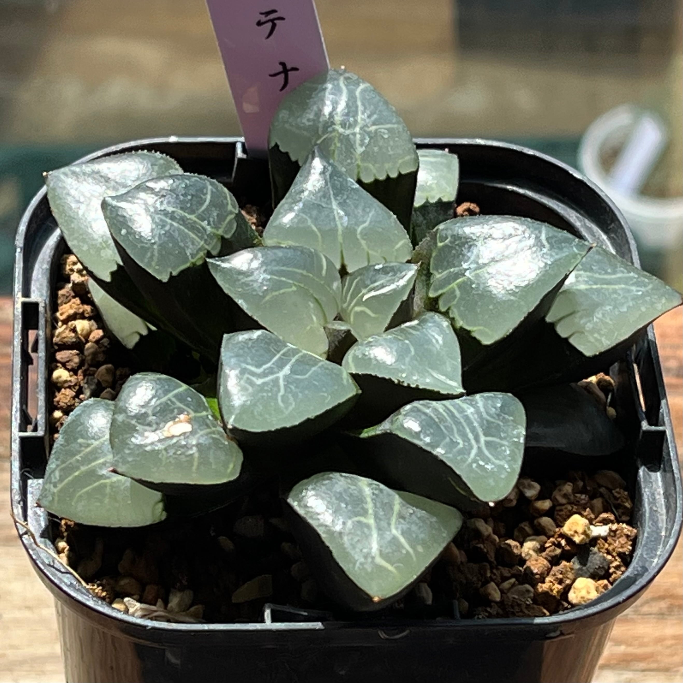 ハオルチア 火鳳凰錦 | mocono_plants