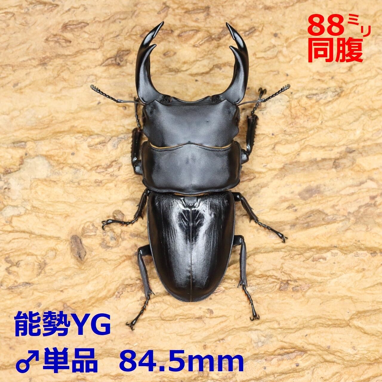 もちろん未使用❗YG血統❗】オオクワガタ♂️♀️ペア