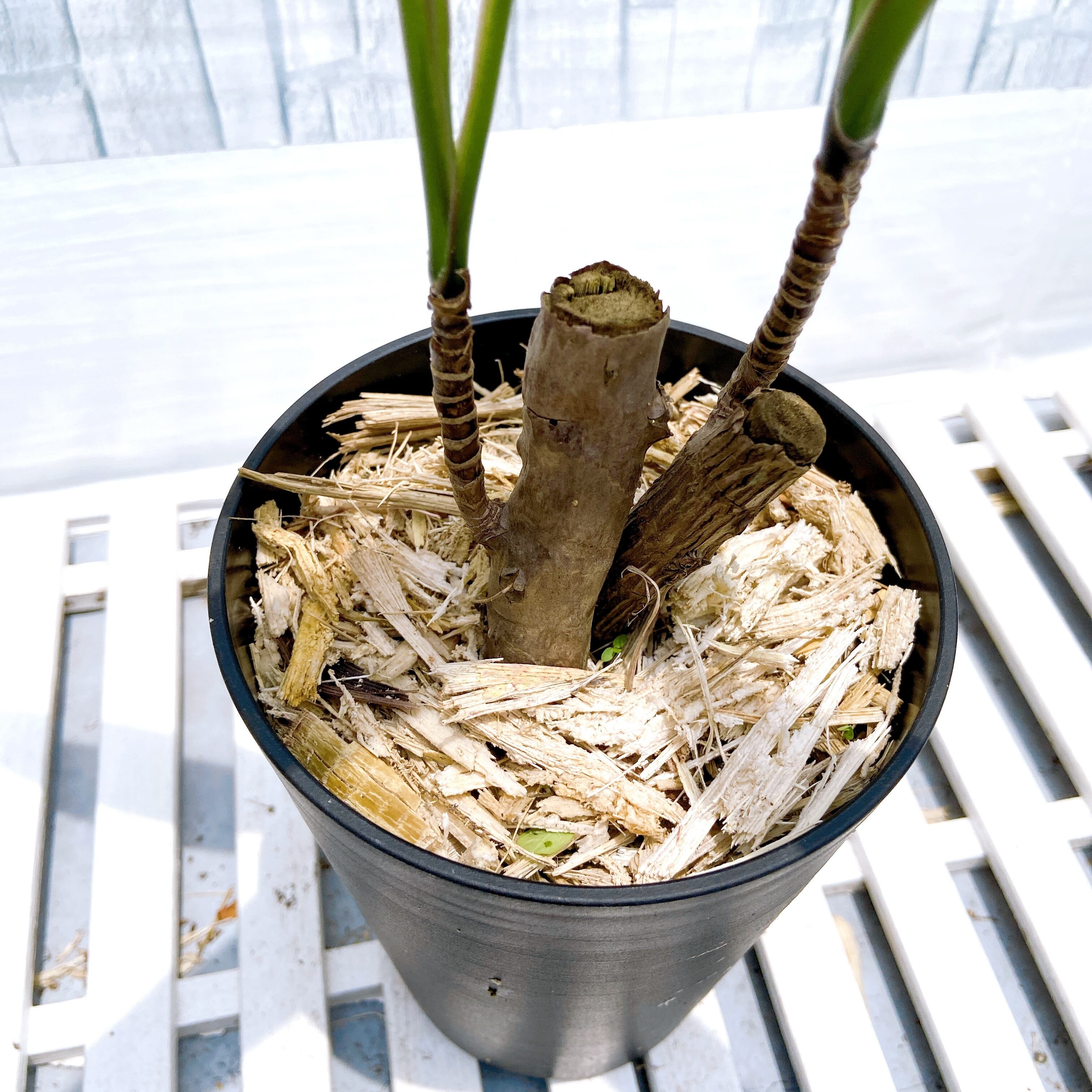 マ*地様 ココスヤシシルバーリーフ【極太】葉先190cm幹回り50cm 幹高20 マ*地様 ココスヤシシルバーリーフ【極太】葉先190cm幹回り50cm 幹高