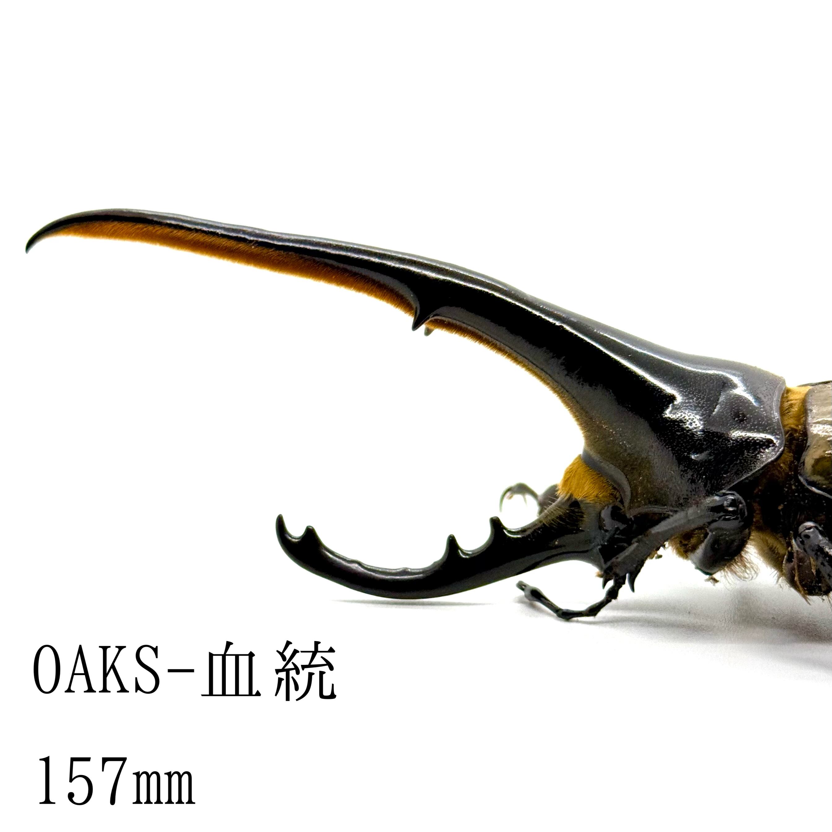 ④D・HヘラクレスBULL（通常タイプ）♂149mm+♀68mm・ペア ヘラクレス 