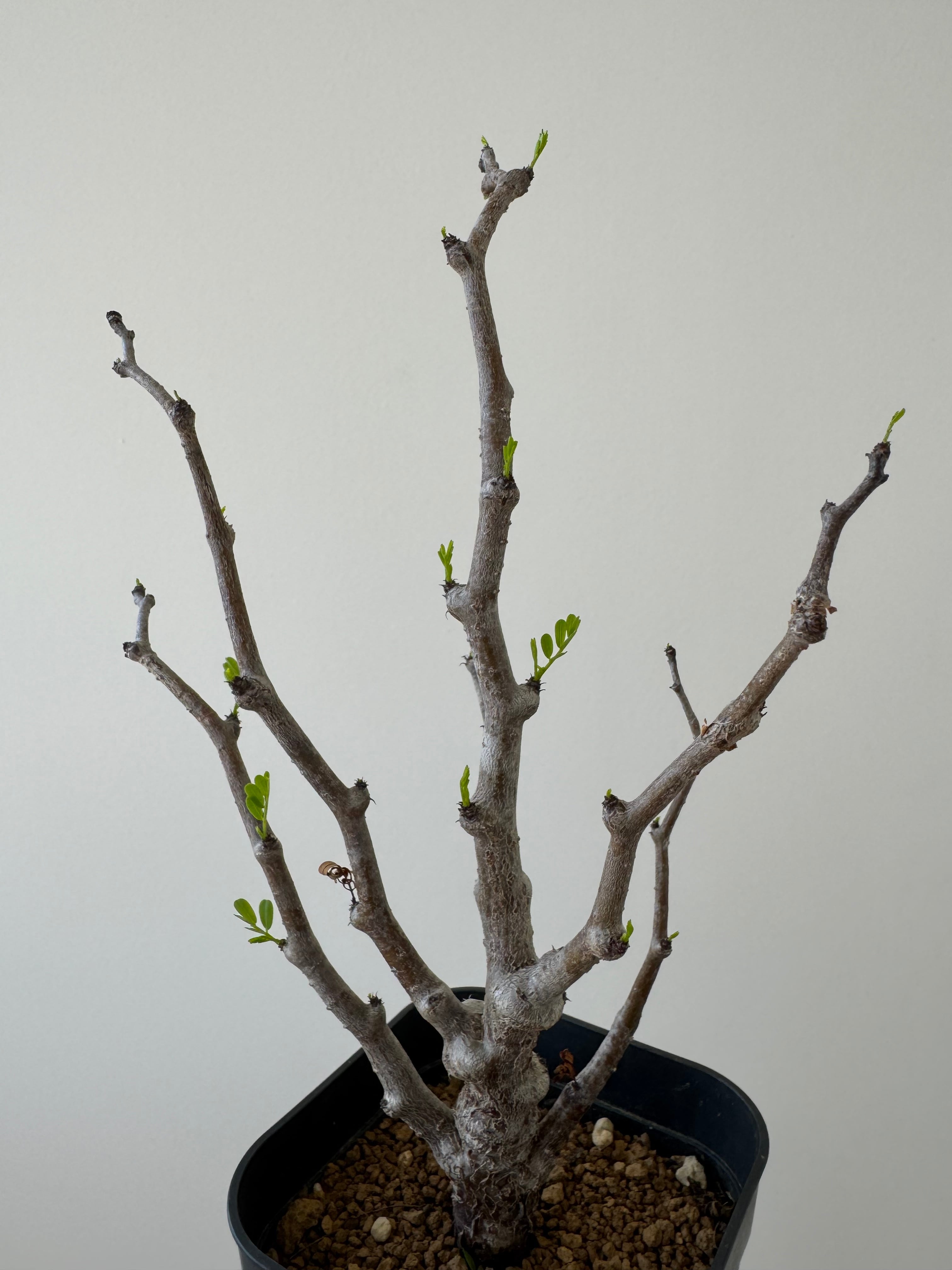 新着】Senna meridionalis【芽吹き開始】センナ メリディオナリス | 青